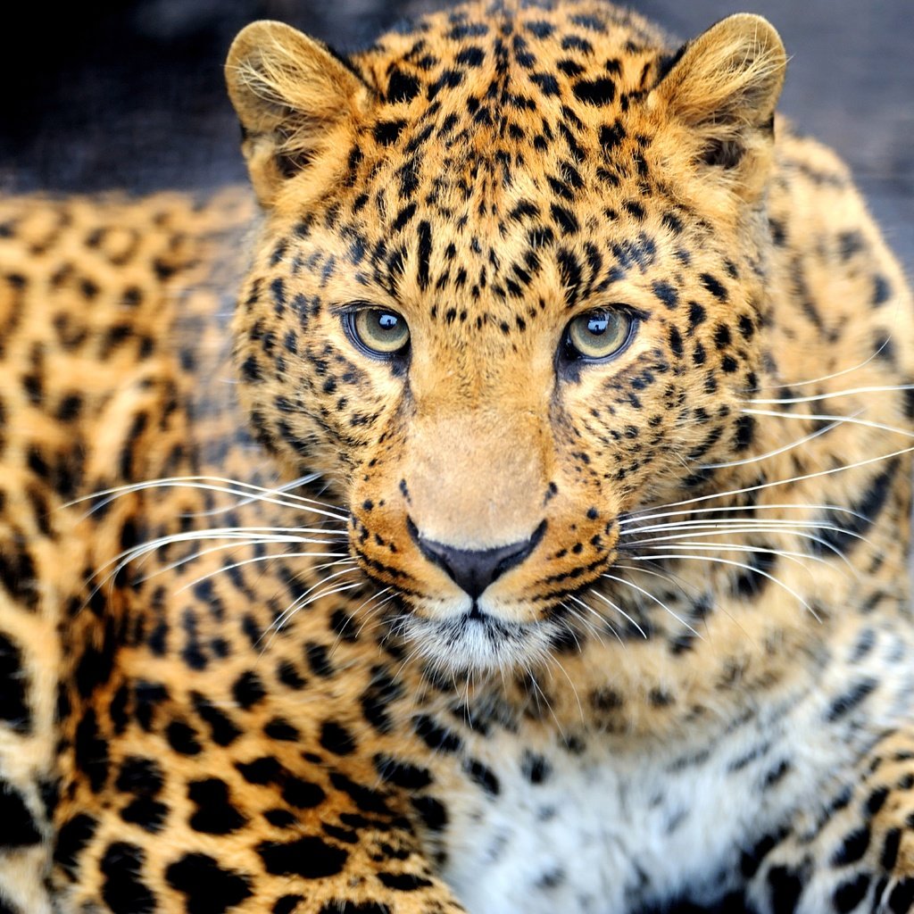 Обои морда, взгляд, леопард, хищник, животное, окрас, face, look, leopard, predator, animal, color разрешение 7000x4658 Загрузить