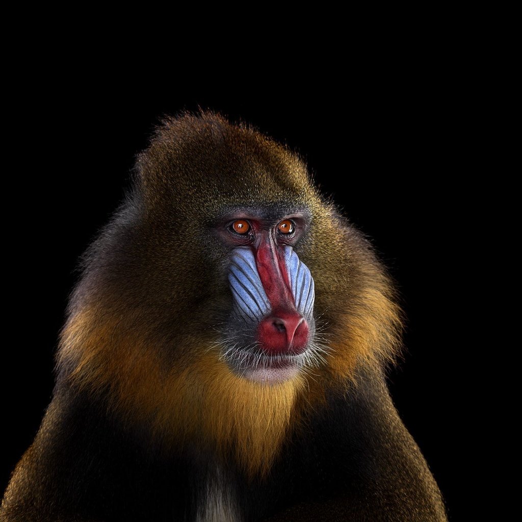 Обои фон, взгляд, обезьяна, мандрил, background, look, monkey, mandrill разрешение 1920x1288 Загрузить