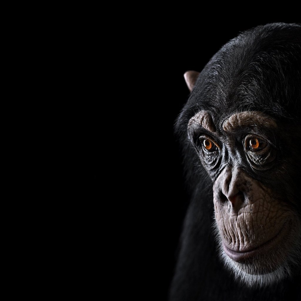 Обои фон, взгляд, обезьяна, шимпанзе, chimpanzee, background, look, monkey, chimpanzees разрешение 1920x1288 Загрузить