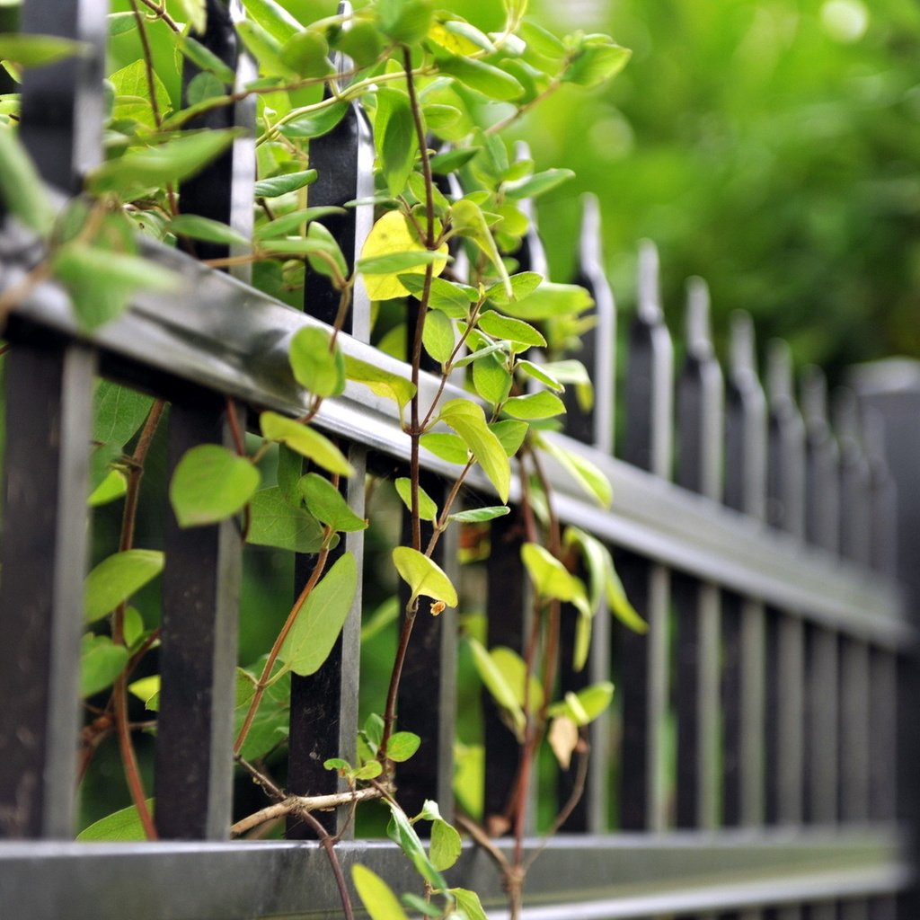 Обои ветки, лето, забор, зеленые листья, ограда, branches, summer, the fence, green leaves, fence разрешение 1920x1200 Загрузить