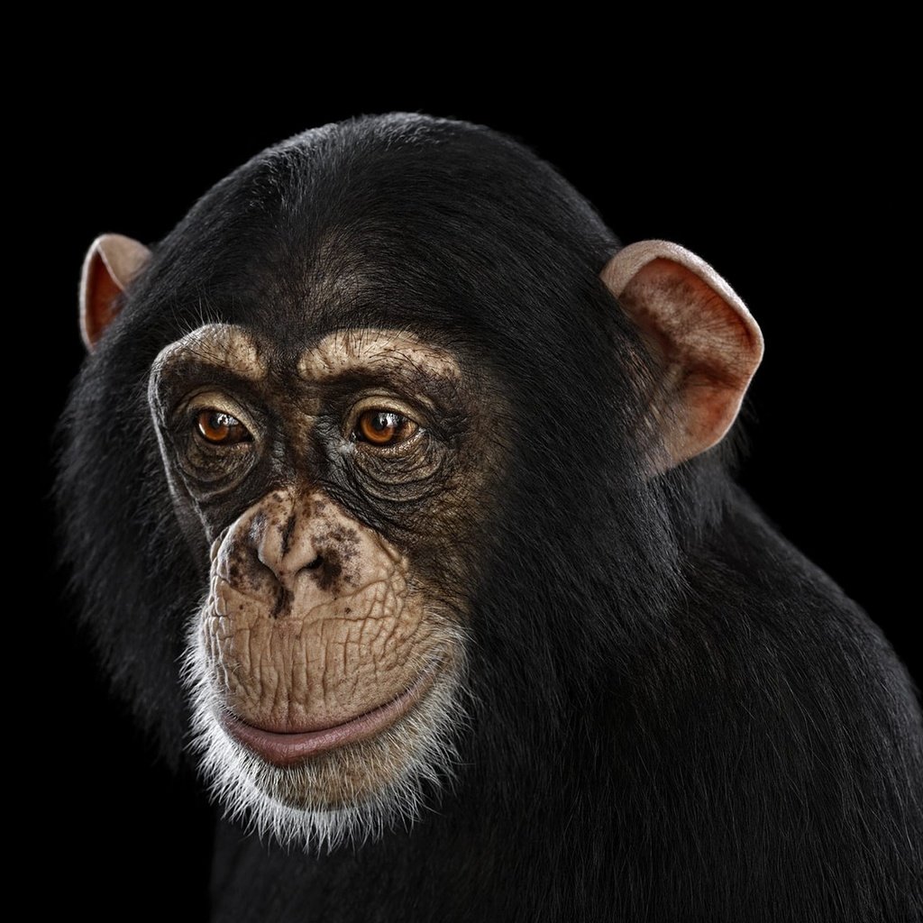 Обои фон, взгляд, черный фон, обезьяна, шимпанзе, chimpanzee, background, look, black background, monkey, chimpanzees разрешение 1920x1288 Загрузить