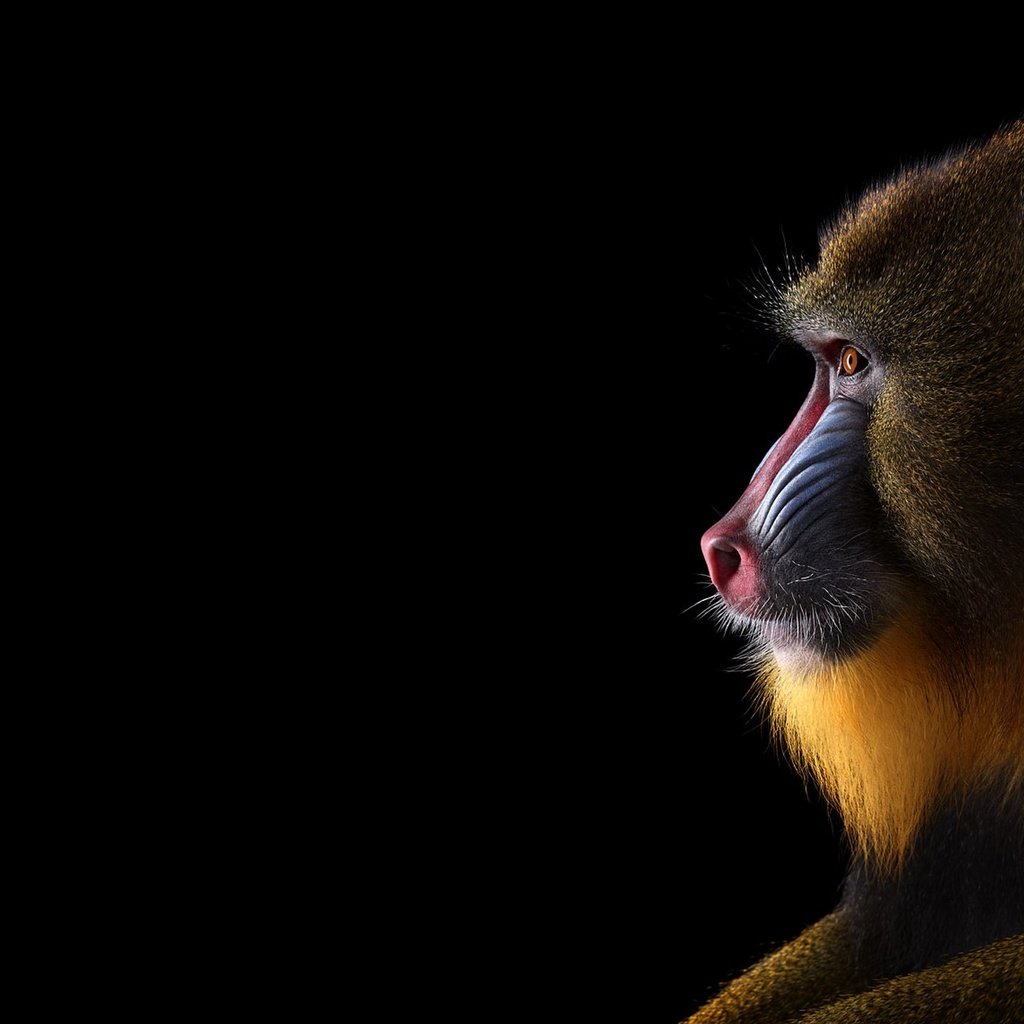 Обои фон, взгляд, обезьяна, мандрил, background, look, monkey, mandrill разрешение 1920x1288 Загрузить