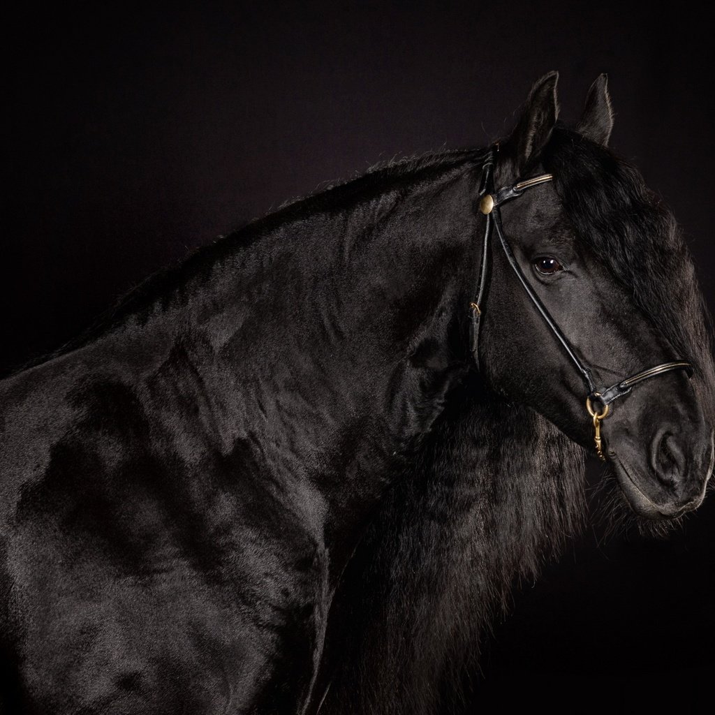 Обои лошадь, фон, черный, черный фон, конь, блака, вороной, horse, background, black, black background, crow разрешение 2560x1600 Загрузить