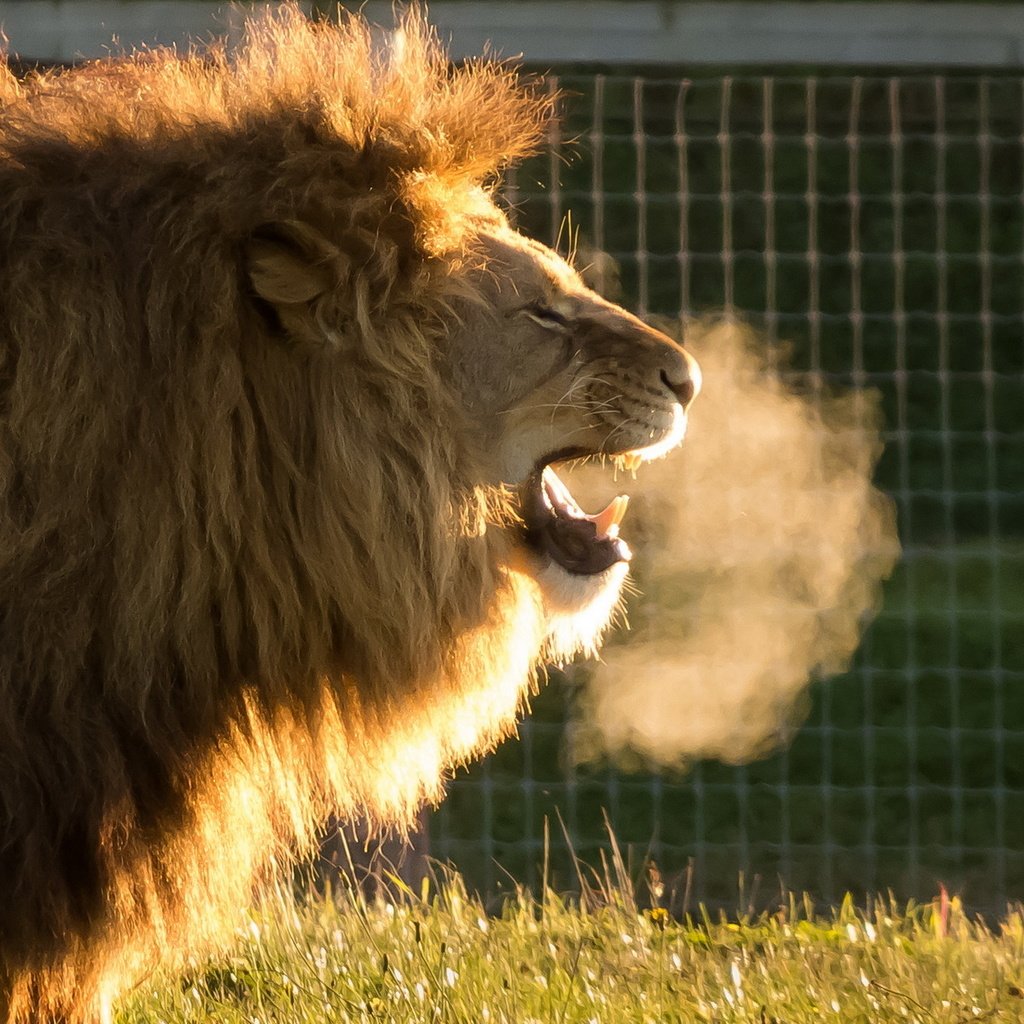 Обои хищник, лев, львёнок, животно е, cold air, yorkshire wildlife park, predator, leo, lion, animals разрешение 1920x1200 Загрузить