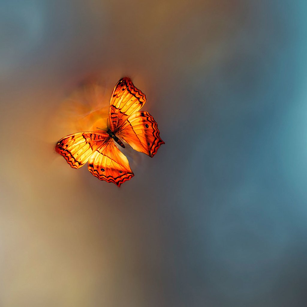 Обои бабочка, golden age, josep sumalla, butterfly разрешение 2048x1152 Загрузить