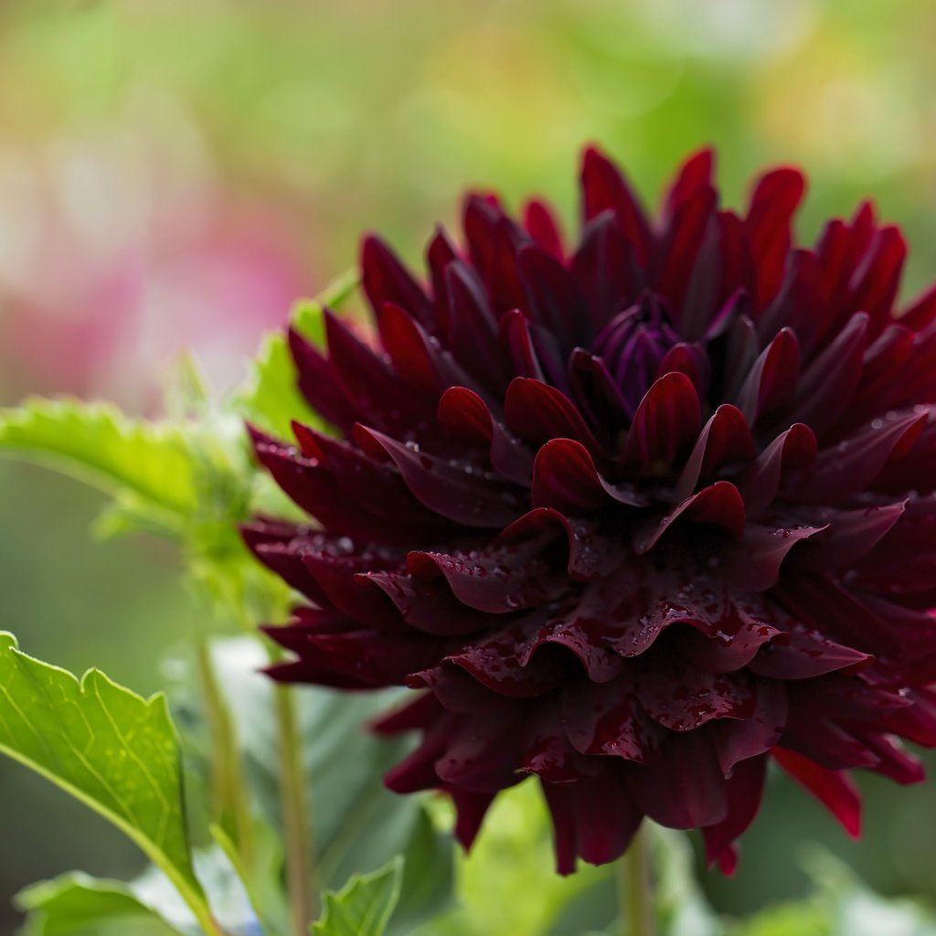 Обои макро, цветок, георгин, бордовый, macro, flower, dahlia, burgundy разрешение 2048x1365 Загрузить