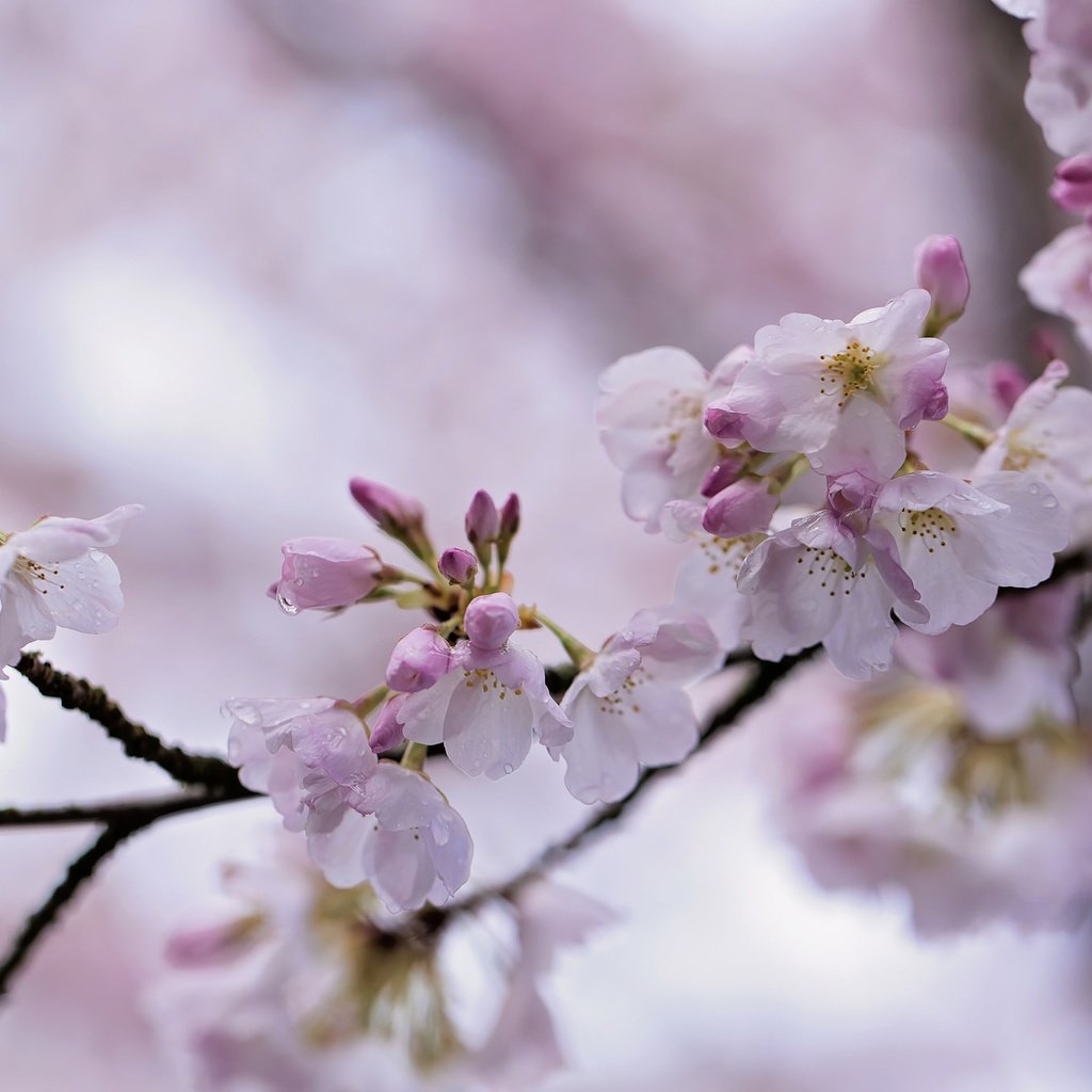 Обои ветка, природа, цветение, весна, сакура, боке, branch, nature, flowering, spring, sakura, bokeh разрешение 2048x1365 Загрузить