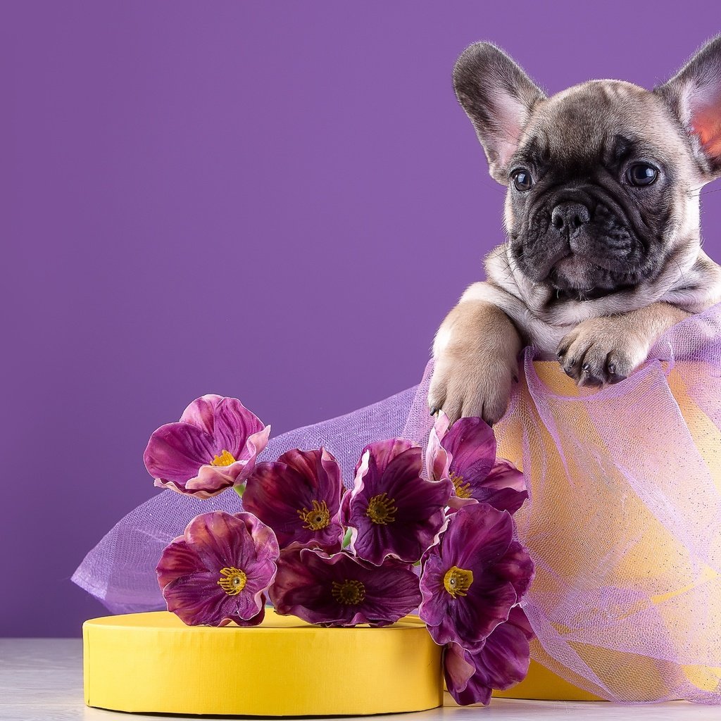 Обои цветы, щенок, французский бульдог, flowers, puppy, french bulldog разрешение 3000x2066 Загрузить