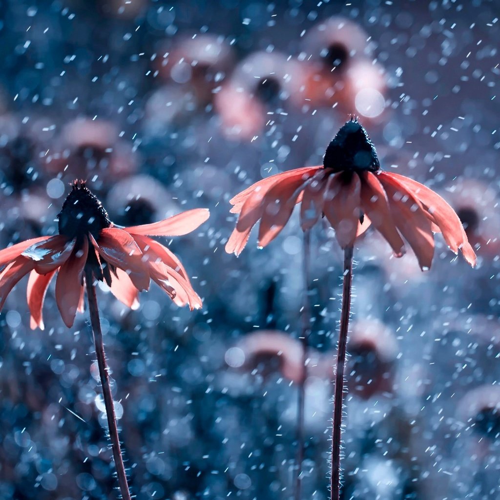 Обои цветы, природа, капли, дождь, рудбекия, flowers, nature, drops, rain, rudbeckia разрешение 2500x1667 Загрузить