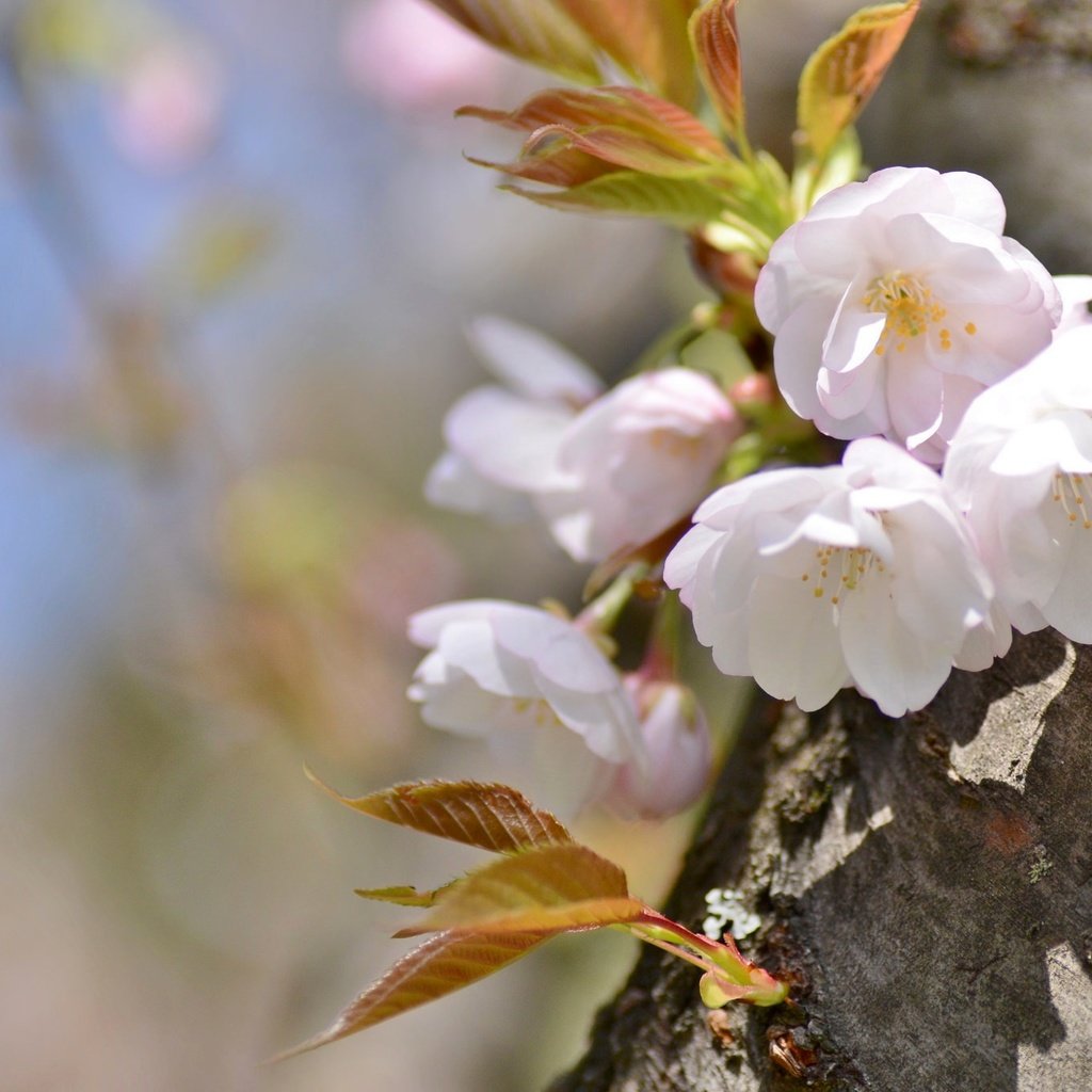 Обои дерево, весна, вишня, сакура, tree, spring, cherry, sakura разрешение 2048x1356 Загрузить