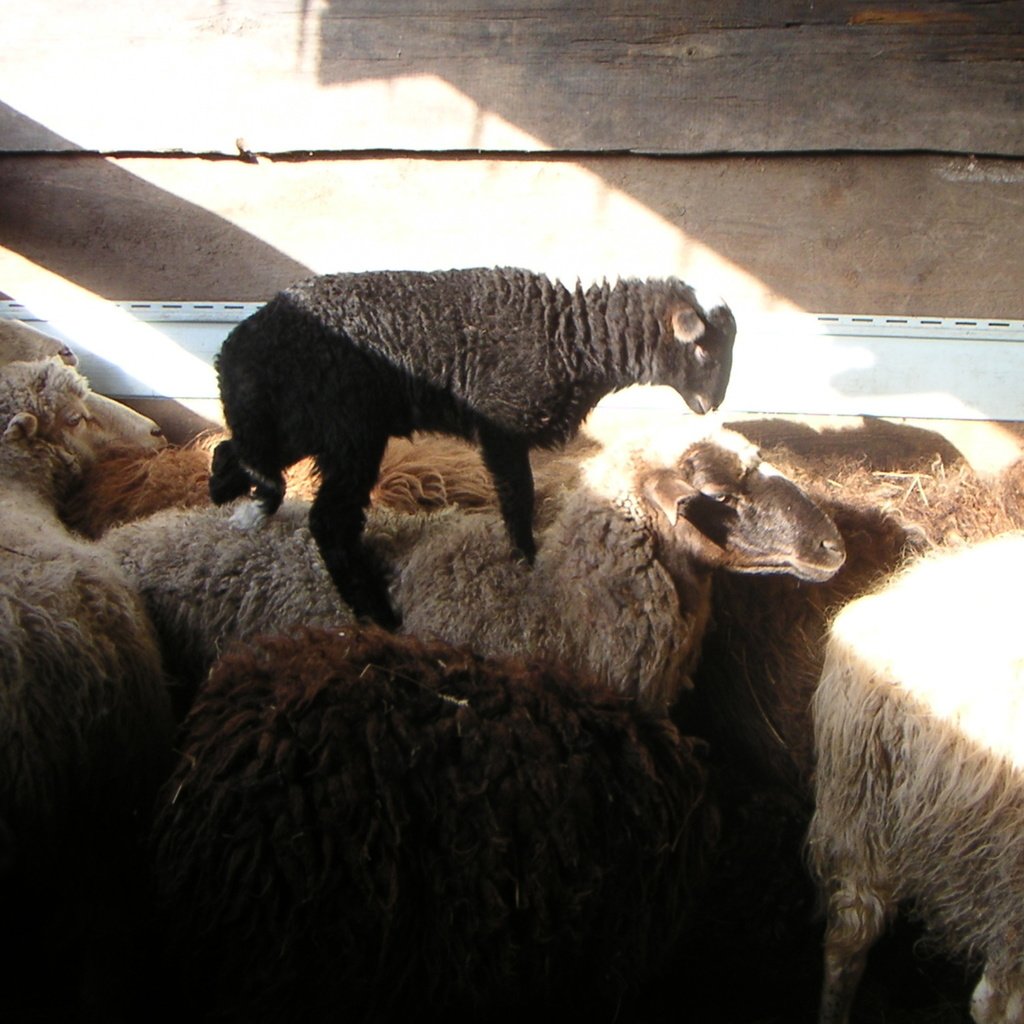 Обои деревня, овцы, ягнёнок, бараны, village, sheep, lamb разрешение 2000x1500 Загрузить