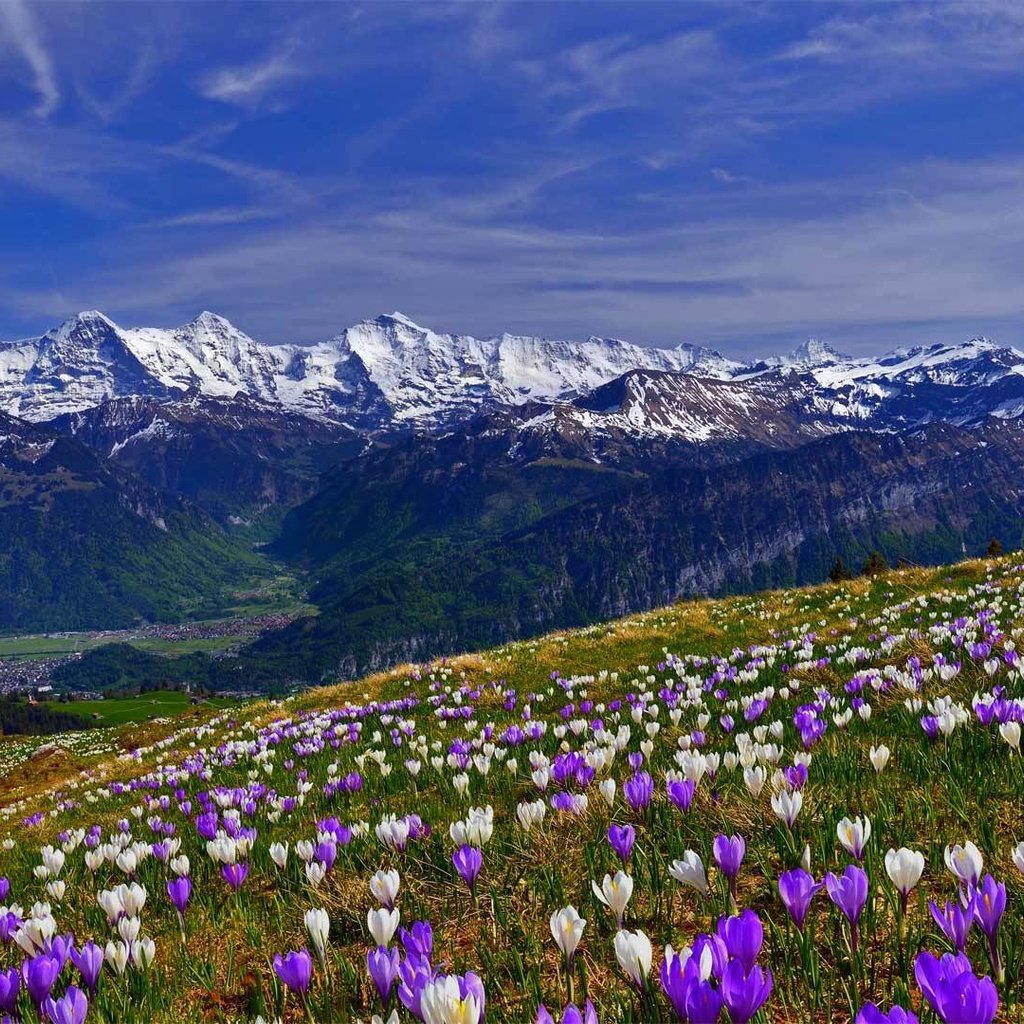 Обои цветы, трава, горы, снег, склон, весна, крокусы, крокус, flowers, grass, mountains, snow, slope, spring, crocuses, krokus разрешение 1920x1080 Загрузить