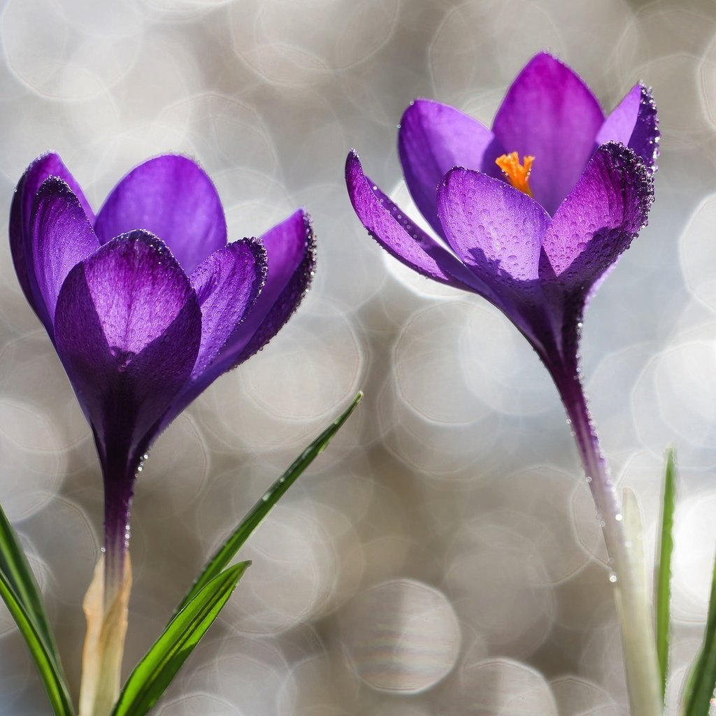 Обои капли, фиолетовый, весна, крокусы, drops, purple, spring, crocuses разрешение 2048x1250 Загрузить