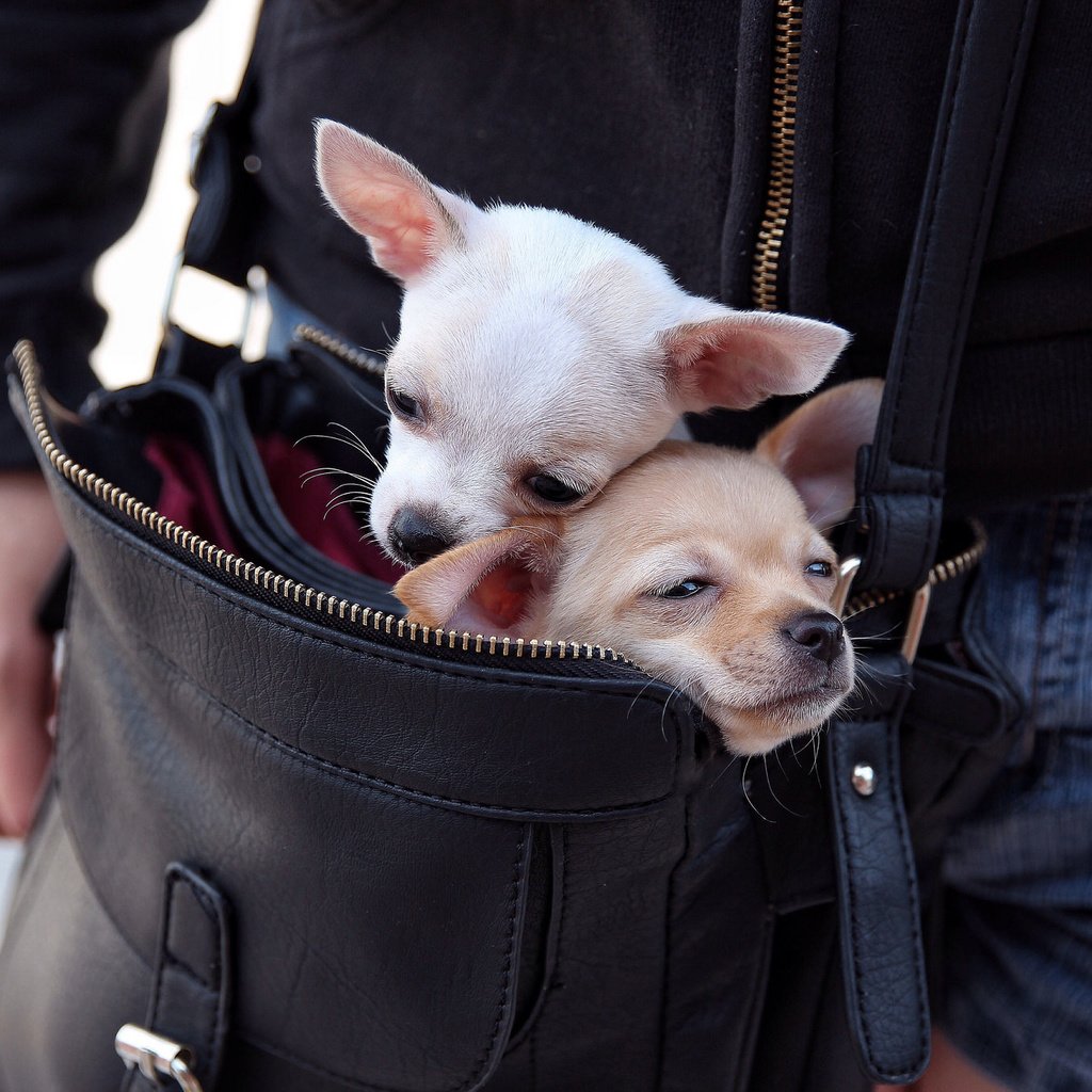 Обои парочка, собаки, сумка, чихуахуа, мордашки, переезд, a couple, dogs, bag, chihuahua, faces, moving разрешение 2048x1365 Загрузить