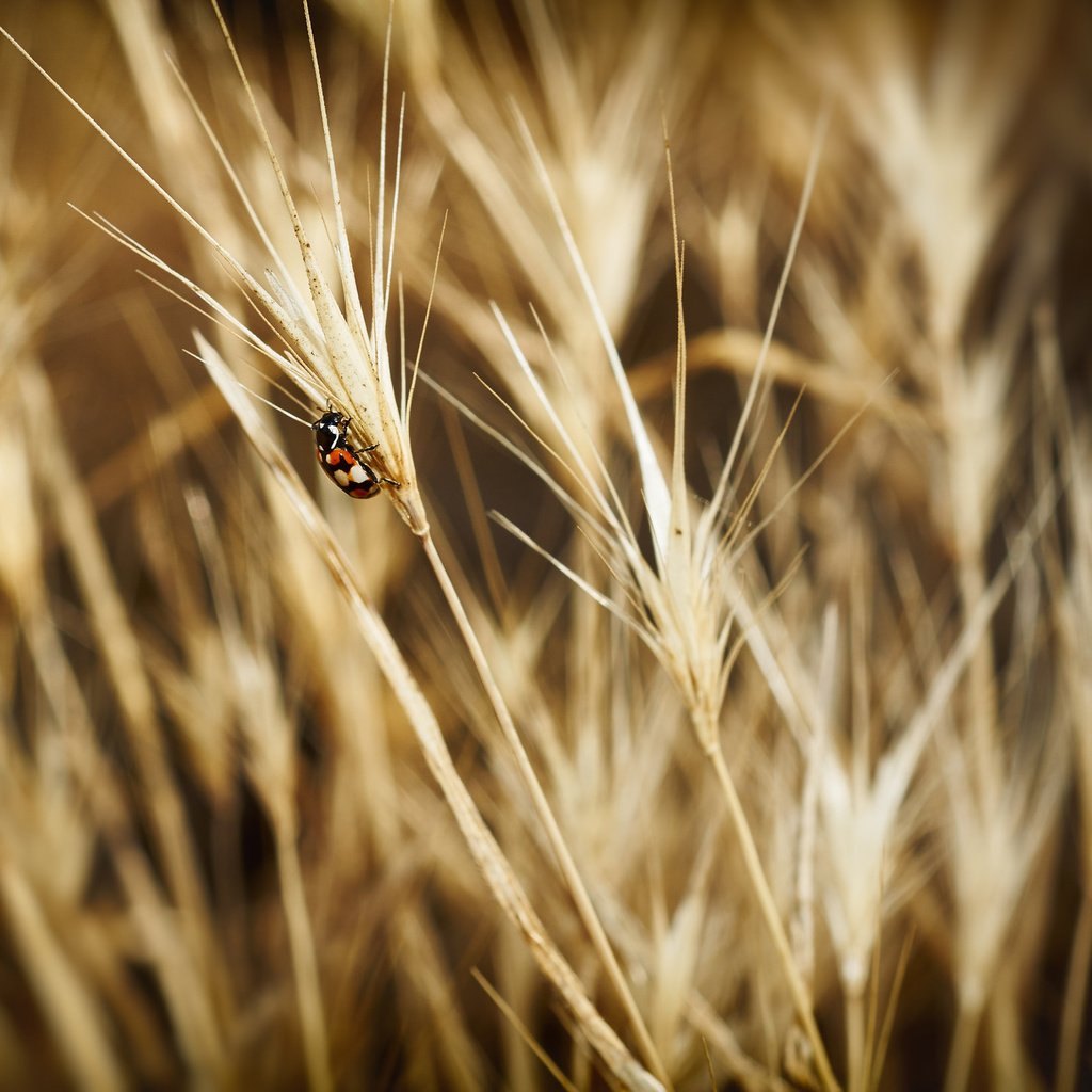 Обои жук, насекомое, божья коровка, колоски, beetle, insect, ladybug, spikelets разрешение 2048x1463 Загрузить