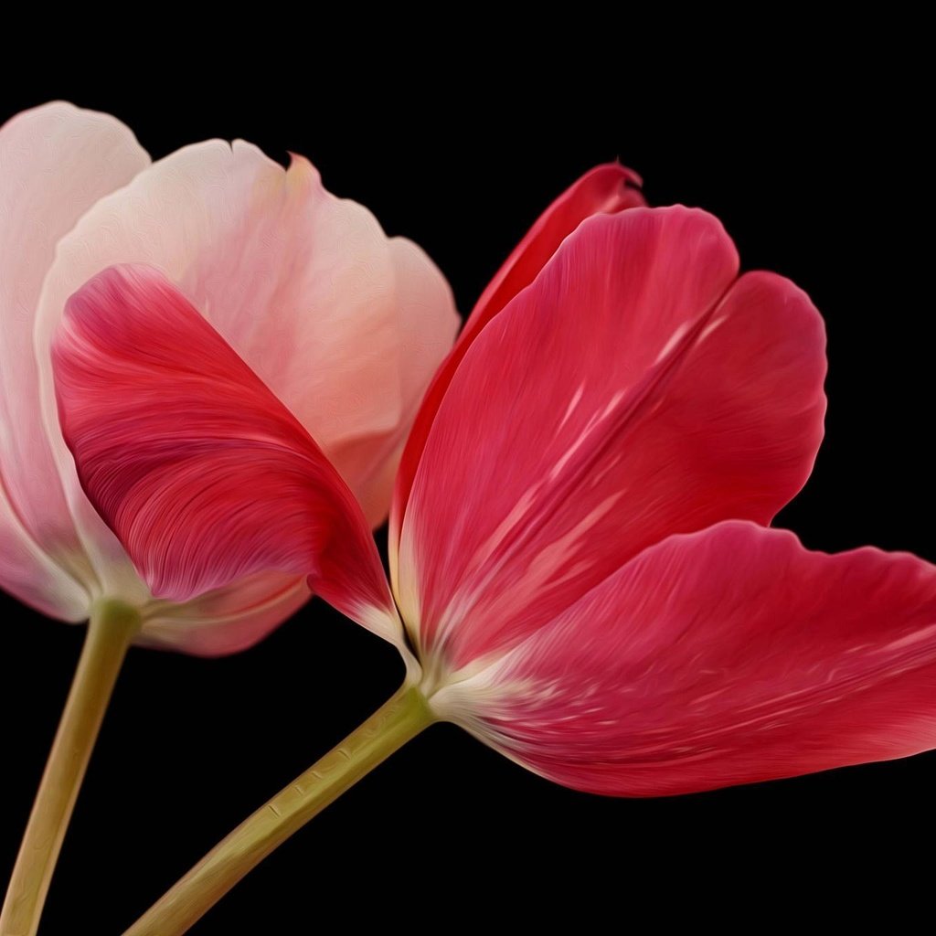 Обои цветы, черный фон, тюльпаны, flowers, black background, tulips разрешение 2048x1365 Загрузить