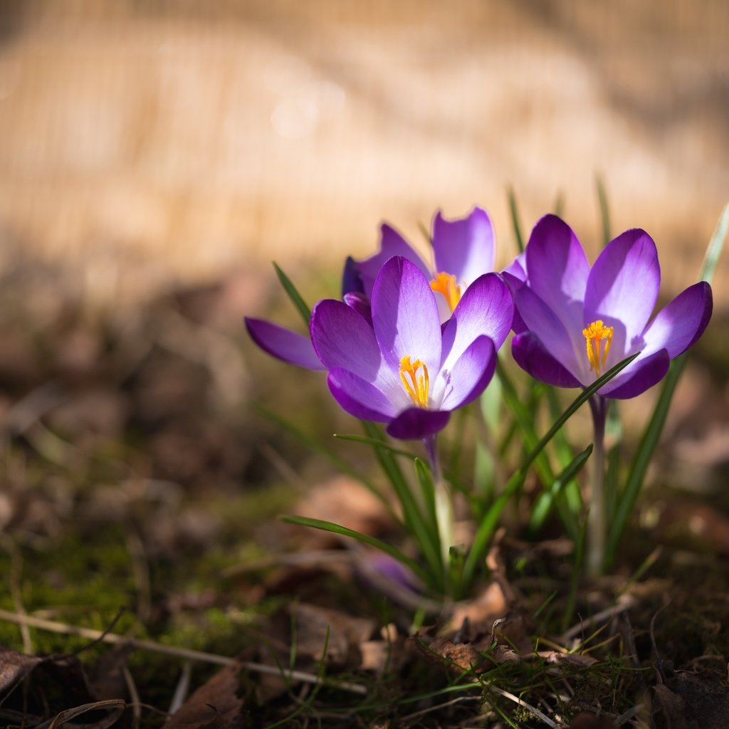 Обои весна, крокус, шафран, spring, krokus, saffron разрешение 3000x2003 Загрузить