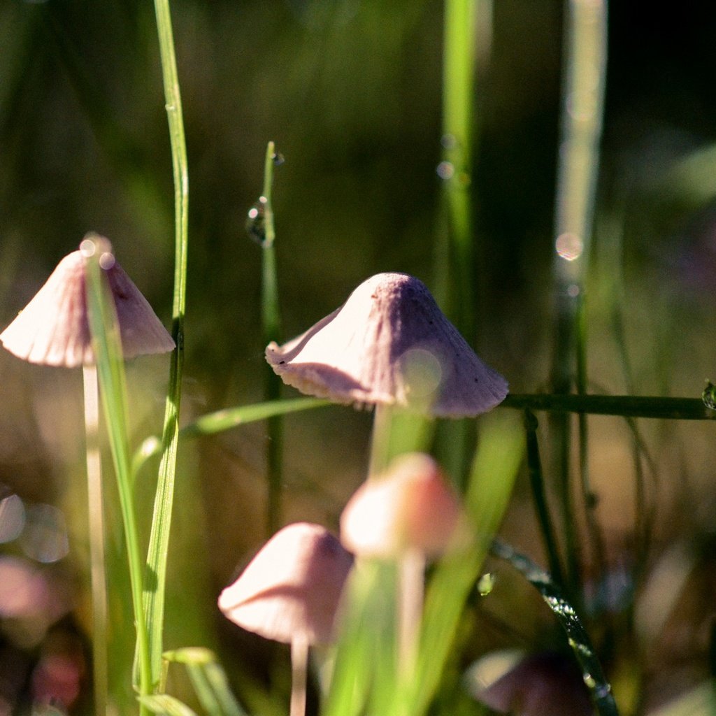 Обои трава, природа, макро, грибы, гриб, grass, nature, macro, mushrooms, mushroom разрешение 1920x1272 Загрузить