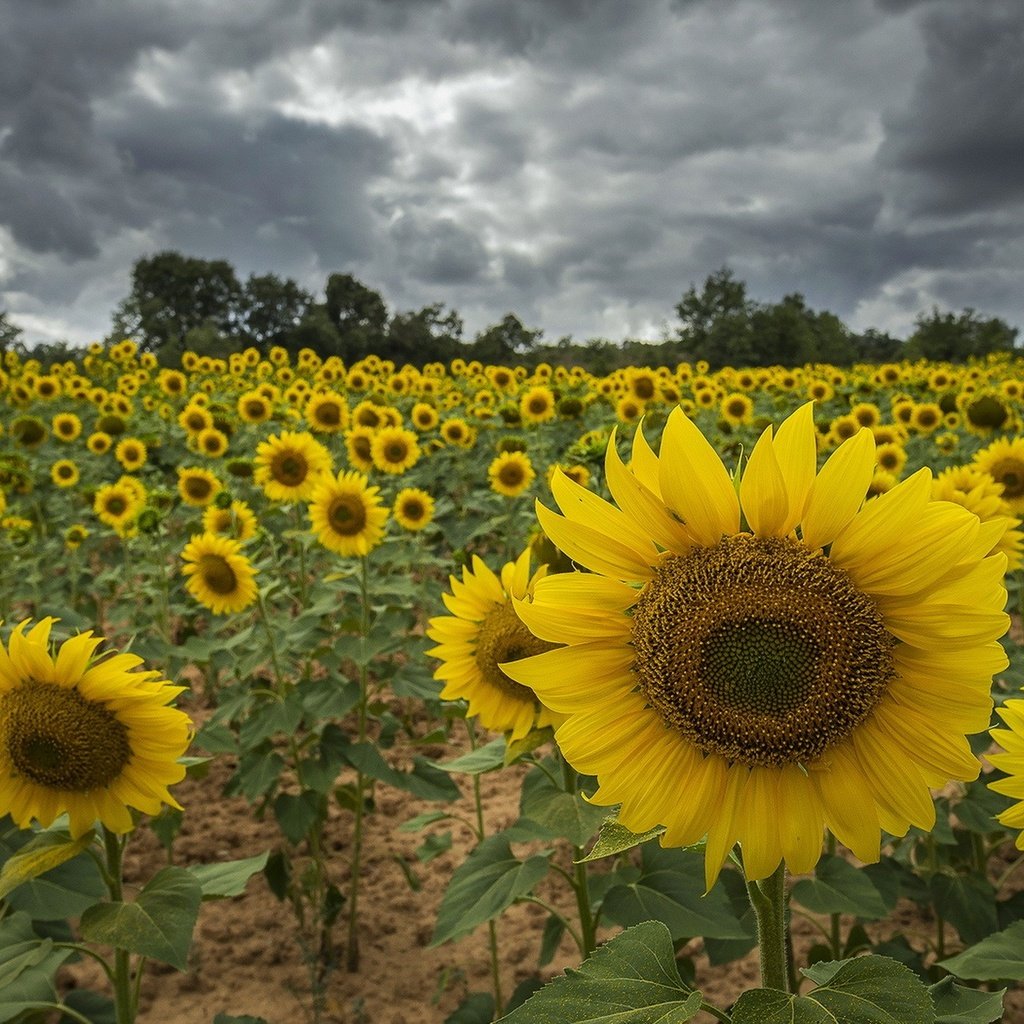 Обои цветы, тучи, поле, подсолнух, подсолнухи, flowers, clouds, field, sunflower, sunflowers разрешение 1920x1275 Загрузить