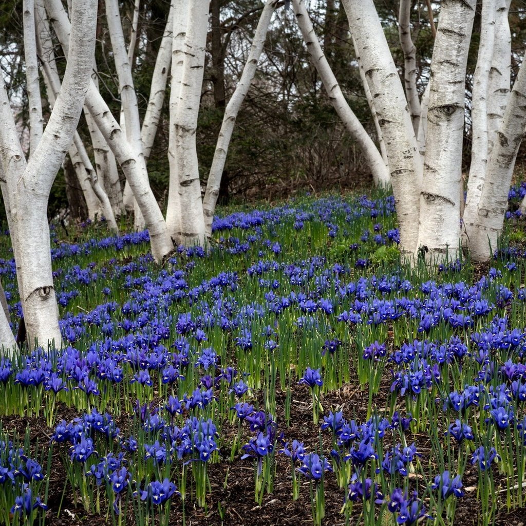 Обои цветы, деревья, природа, растения, весна, flowers, trees, nature, plants, spring разрешение 1920x1220 Загрузить