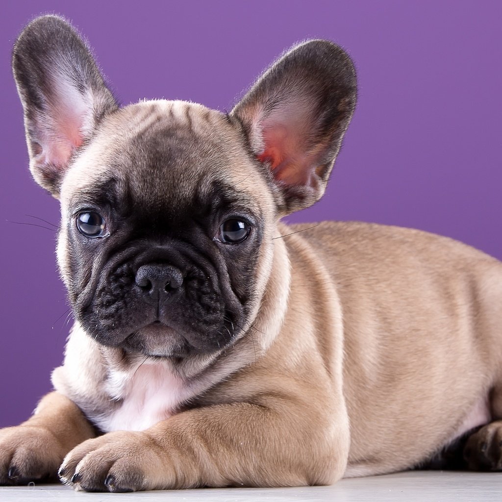 Обои щенок, порода, милый, французский бульдог, puppy, breed, cute, french bulldog разрешение 3000x1959 Загрузить