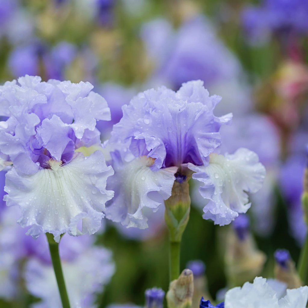 Обои макро, весна, ирисы, macro, spring, irises разрешение 2048x1365 Загрузить