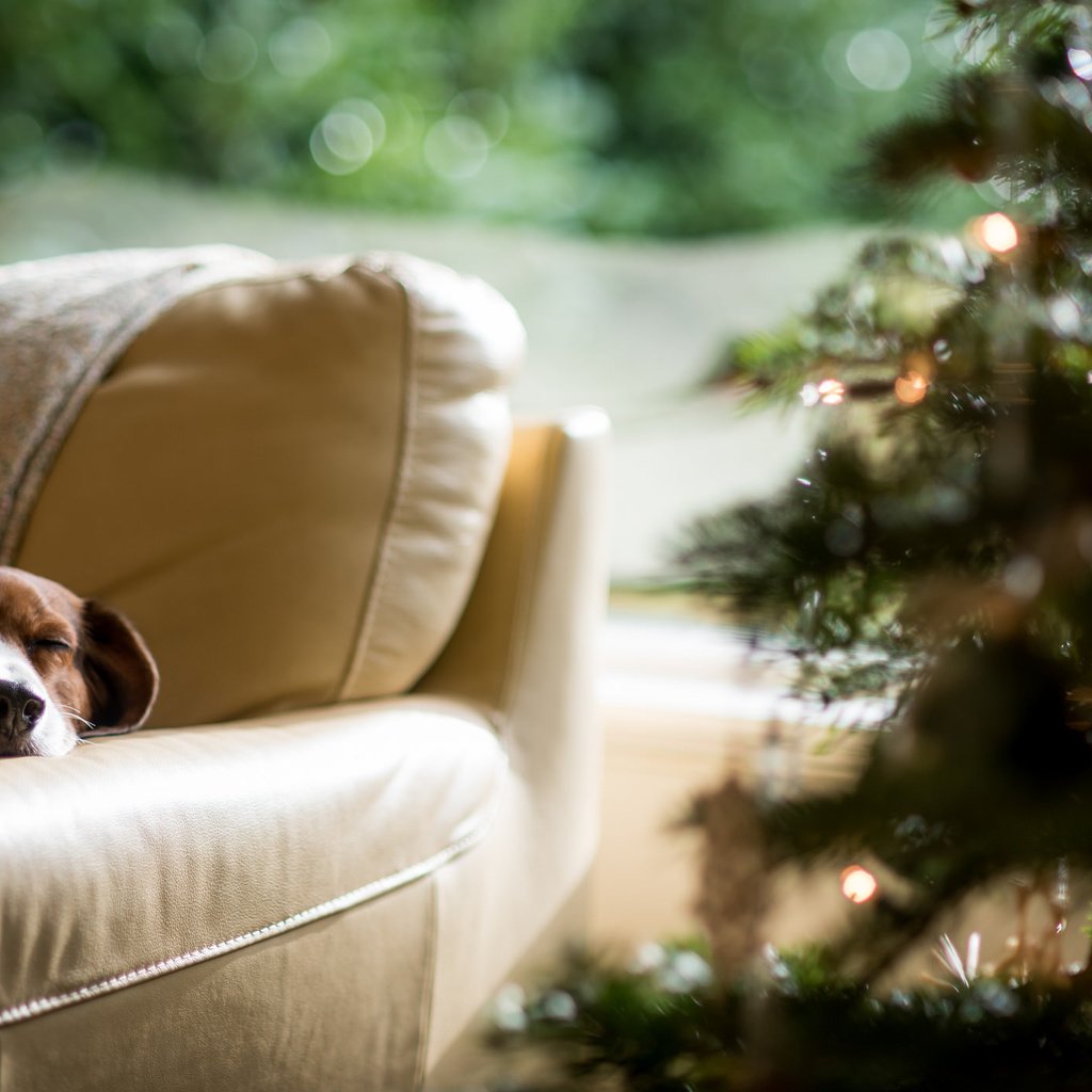 Обои новый год, елка, собака, спит, new year, tree, dog, sleeping разрешение 2048x1400 Загрузить