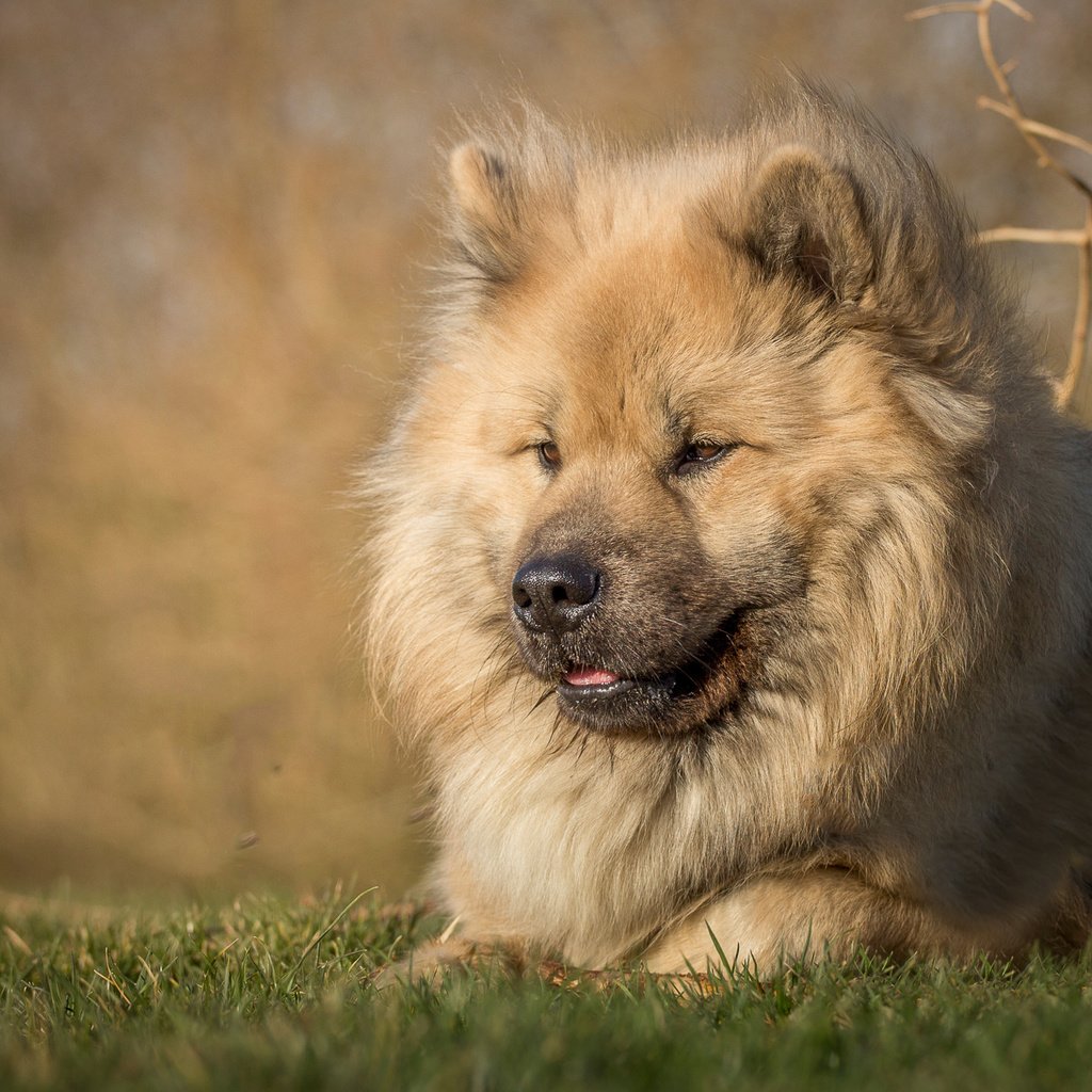 Обои трава, мордочка, взгляд, собака, пес, евразиер, grass, muzzle, look, dog, the eurasier разрешение 2000x1325 Загрузить