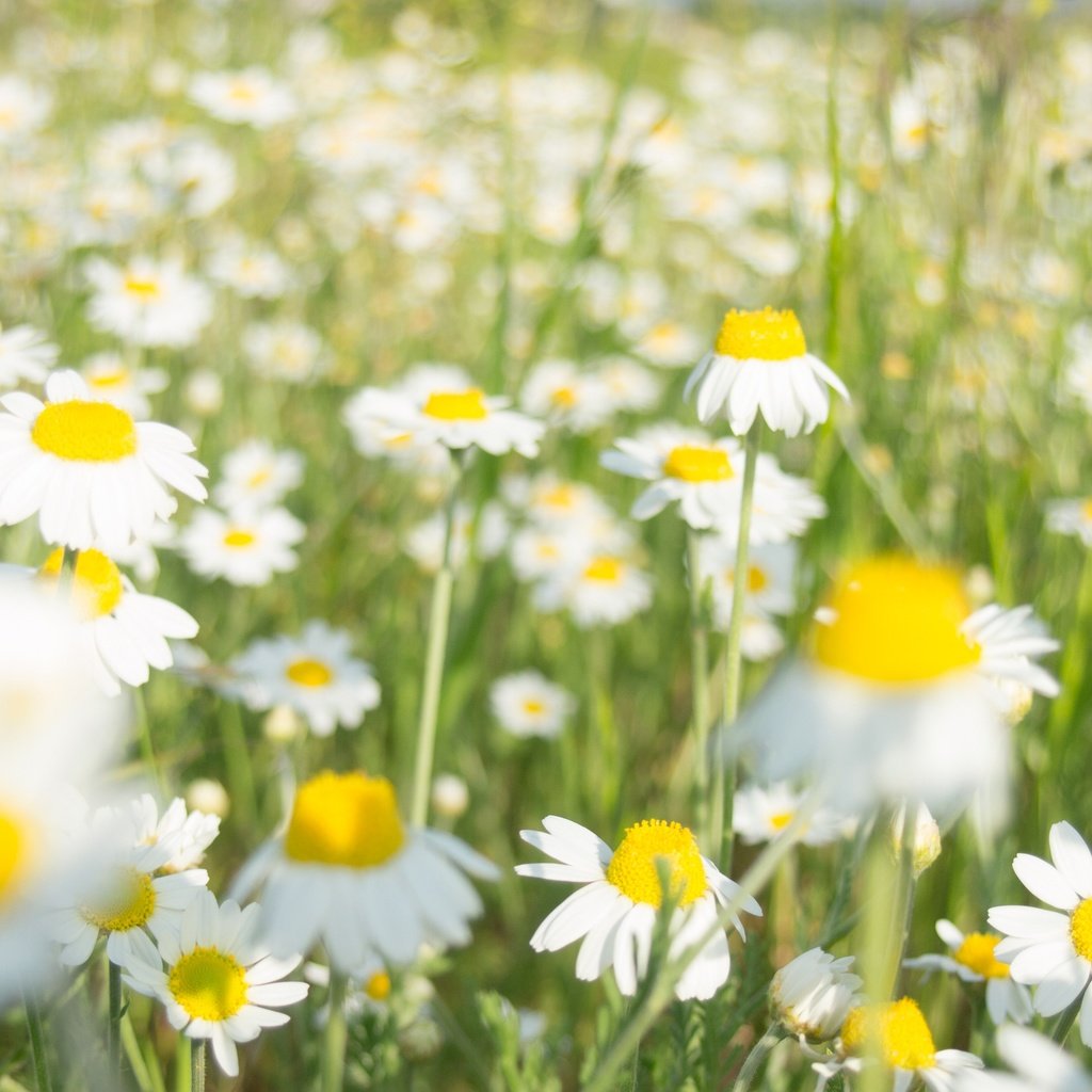 Обои цветы, лето, ромашки, белые, flowers, summer, chamomile, white разрешение 4032x2520 Загрузить