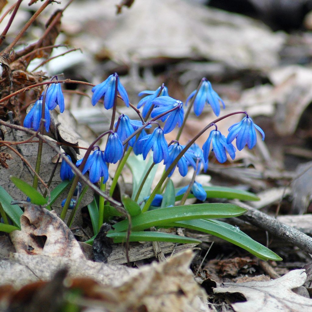 Обои цветы, природа, весна, пролески, flowers, nature, spring, scilla разрешение 3008x2000 Загрузить