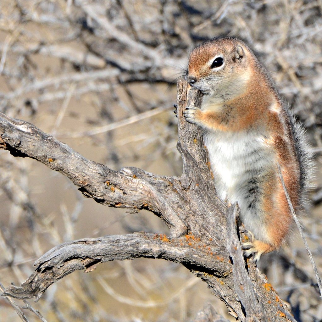 Обои коряга, суслик, белохвостый суслик, snag, gopher, white-tailed prairie dog разрешение 2880x1920 Загрузить