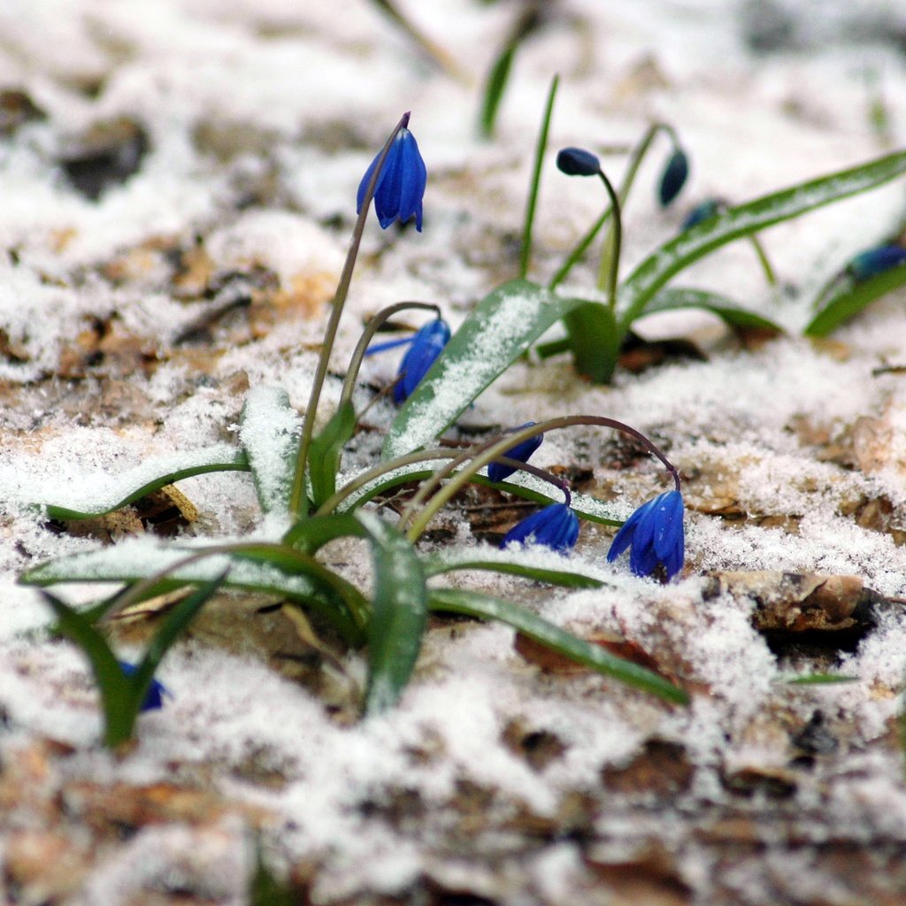 Обои цветы, снег, растения, лес, весна, март, пролески, flowers, snow, plants, forest, spring, march, scilla разрешение 3008x2000 Загрузить