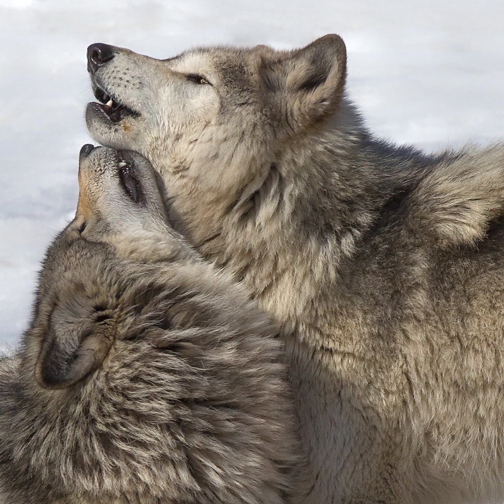 Обои природа, фон, волки, nature, background, wolves разрешение 1920x1280 Загрузить