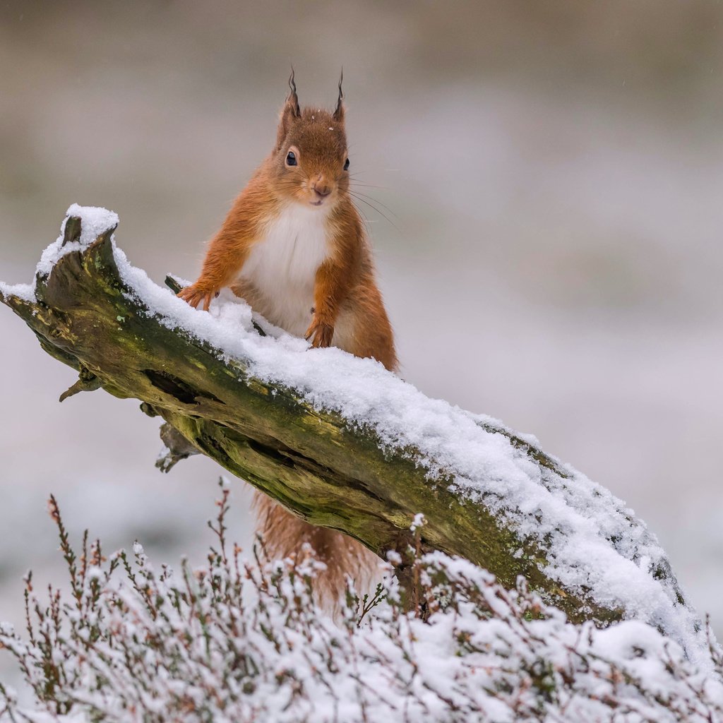 Обои снег, зима, рыжая, белка, зверек, коряга, белочка, грызун, snow, winter, red, protein, animal, snag, squirrel, rodent разрешение 3600x2571 Загрузить