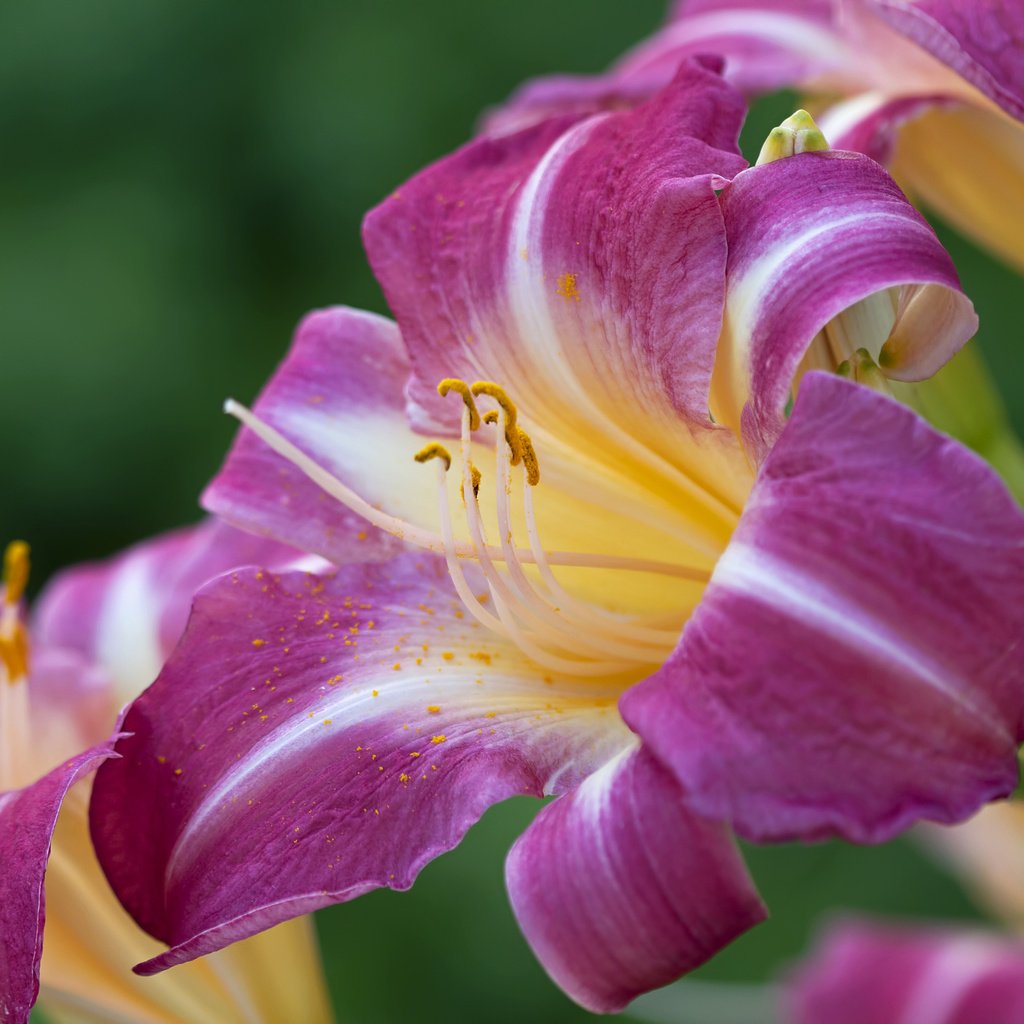 Обои цветы, макро, лилия, лиловые, flowers, macro, lily, purple разрешение 2048x1365 Загрузить