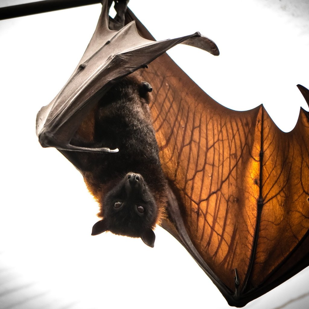 Обои природа, летучая мышь, batmans return, nature, bat разрешение 2560x1707 Загрузить
