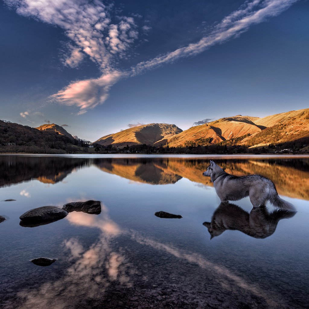 Обои озеро, grasmere lake, горы, отражение, собака, англия, хаски, озеро грасмир, камбрия, lake, mountains, reflection, dog, england, husky, lake grasmere, cumbria разрешение 2048x1366 Загрузить