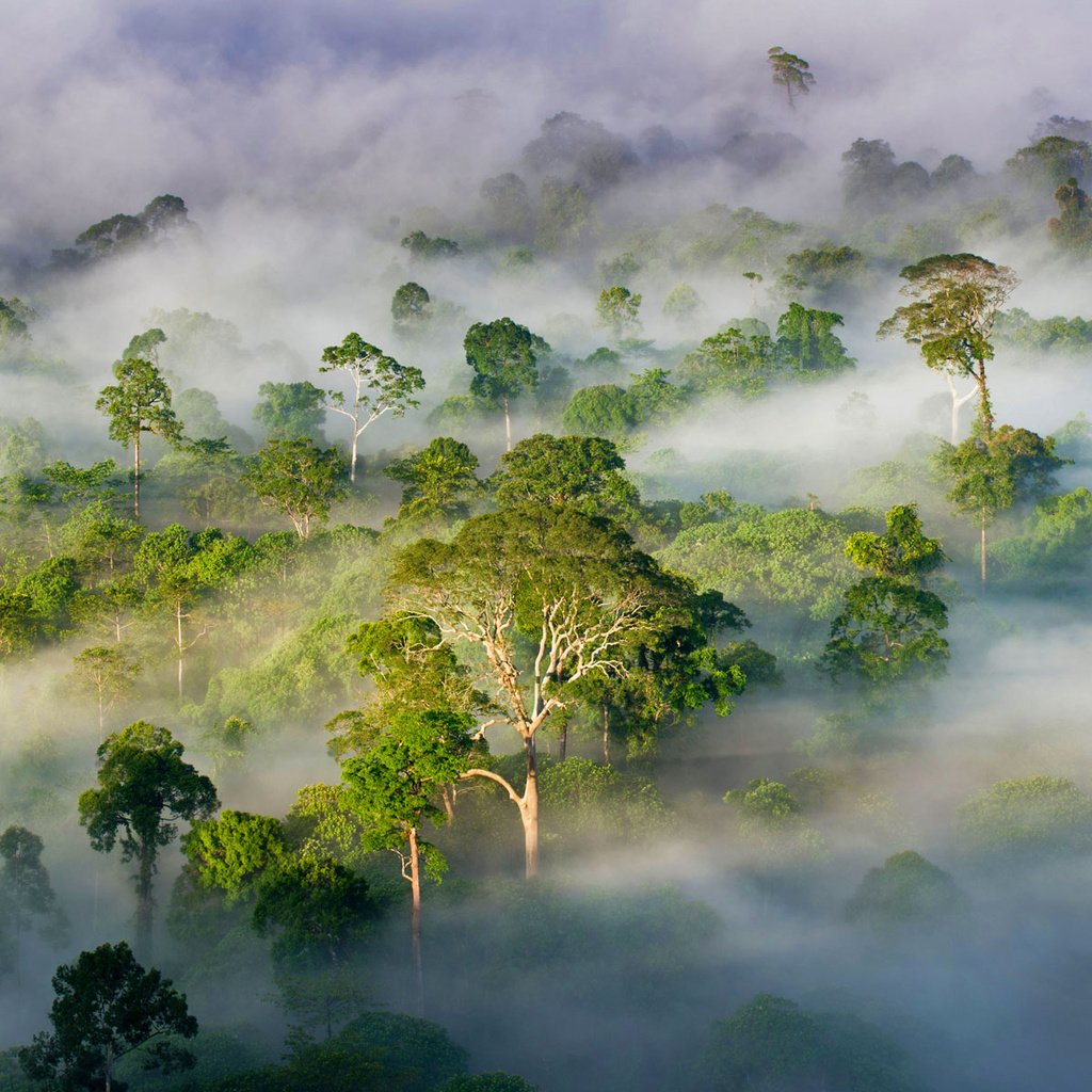 Обои деревья, лес, туман, малайзия, штат сабах, trees, forest, fog, malaysia, sabah разрешение 1920x1200 Загрузить