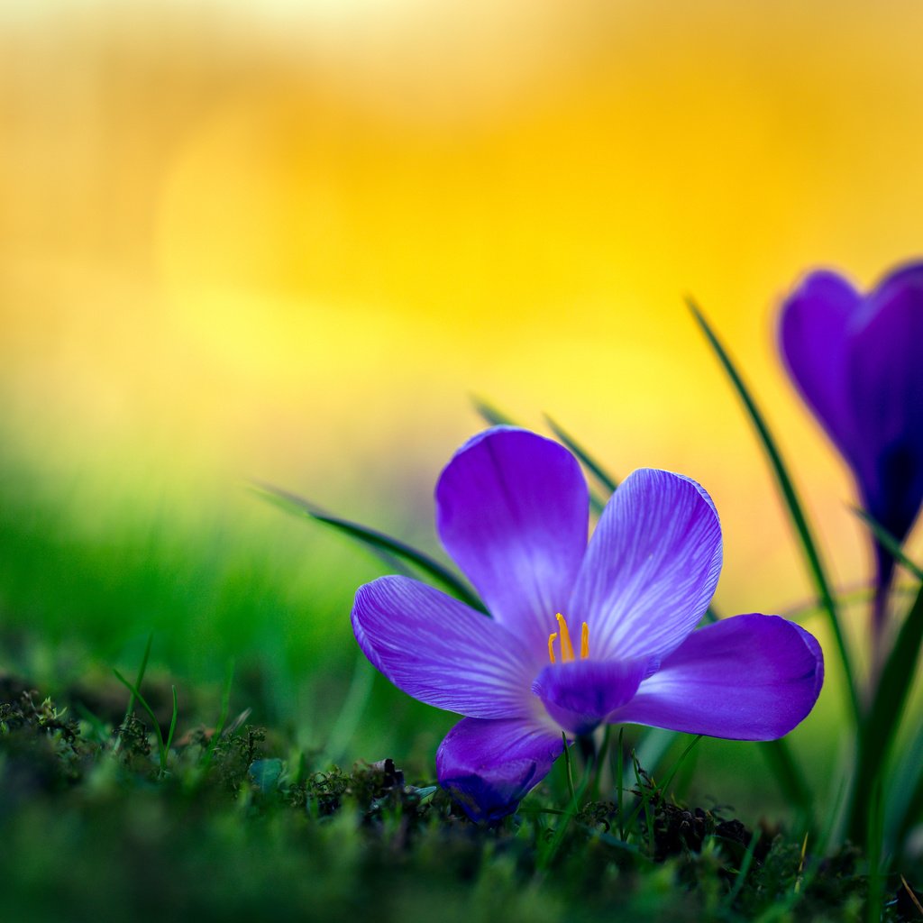 Обои макро, крокусы, боке, macro, crocuses, bokeh разрешение 4000x2667 Загрузить