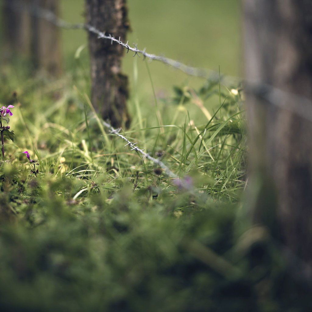 Обои трава, лето, проволока, забор, grass, summer, wire, the fence разрешение 2048x1365 Загрузить
