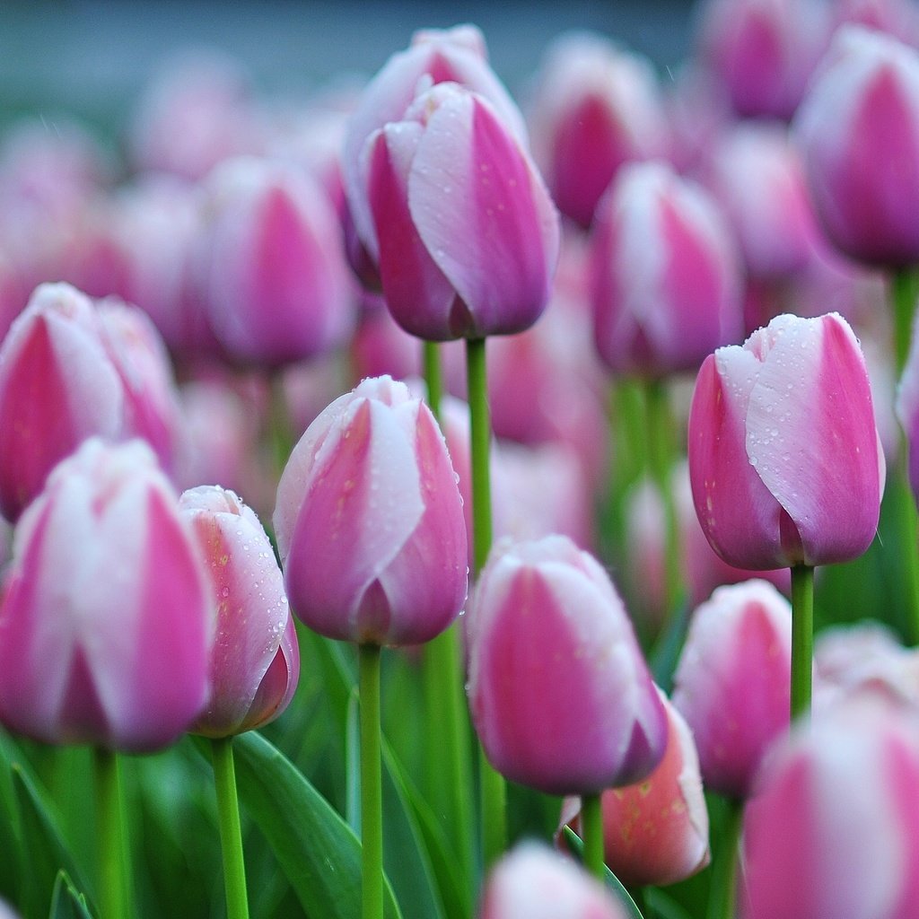 Обои бутоны, тюльпаны, много, buds, tulips, a lot разрешение 2500x1570 Загрузить