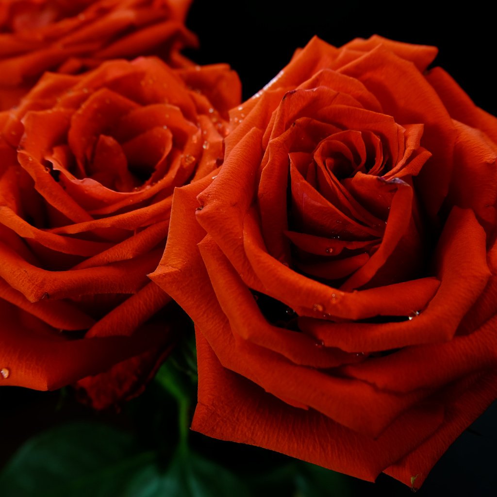 Обои роса, капли, розы, лепестки, красная, алая, rosa, drops, roses, petals, red, scarlet разрешение 4896x3264 Загрузить