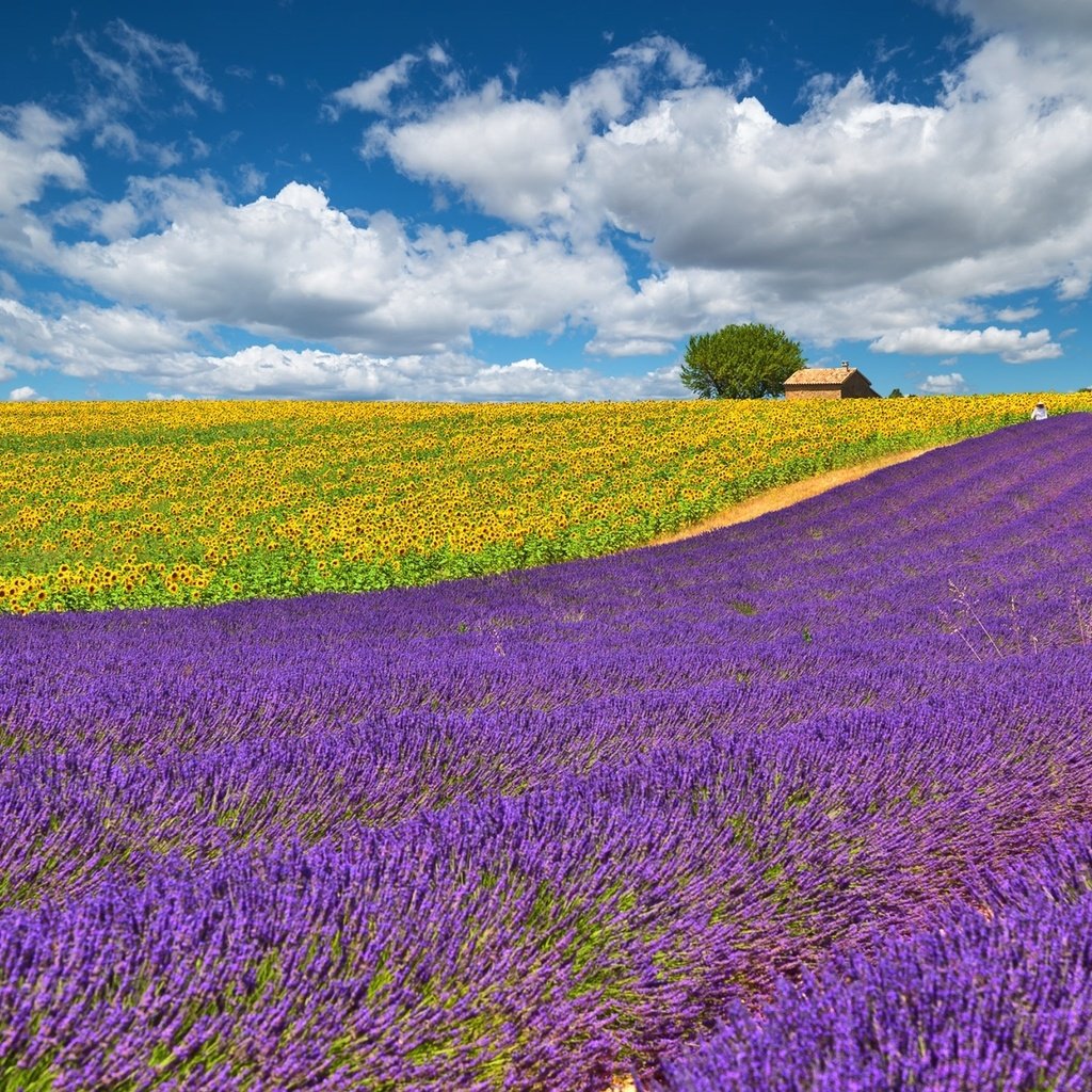 Обои небо, облака, желтый, поле, лаванда, подсолнухи, сиреневый, the sky, clouds, yellow, field, lavender, sunflowers, lilac разрешение 2000x1278 Загрузить