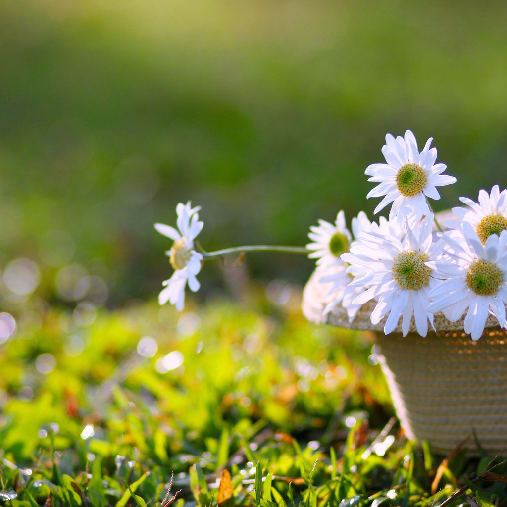 Обои цветы, трава, ромашки, белые, шляпа, боке, flowers, grass, chamomile, white, hat, bokeh разрешение 2835x1890 Загрузить