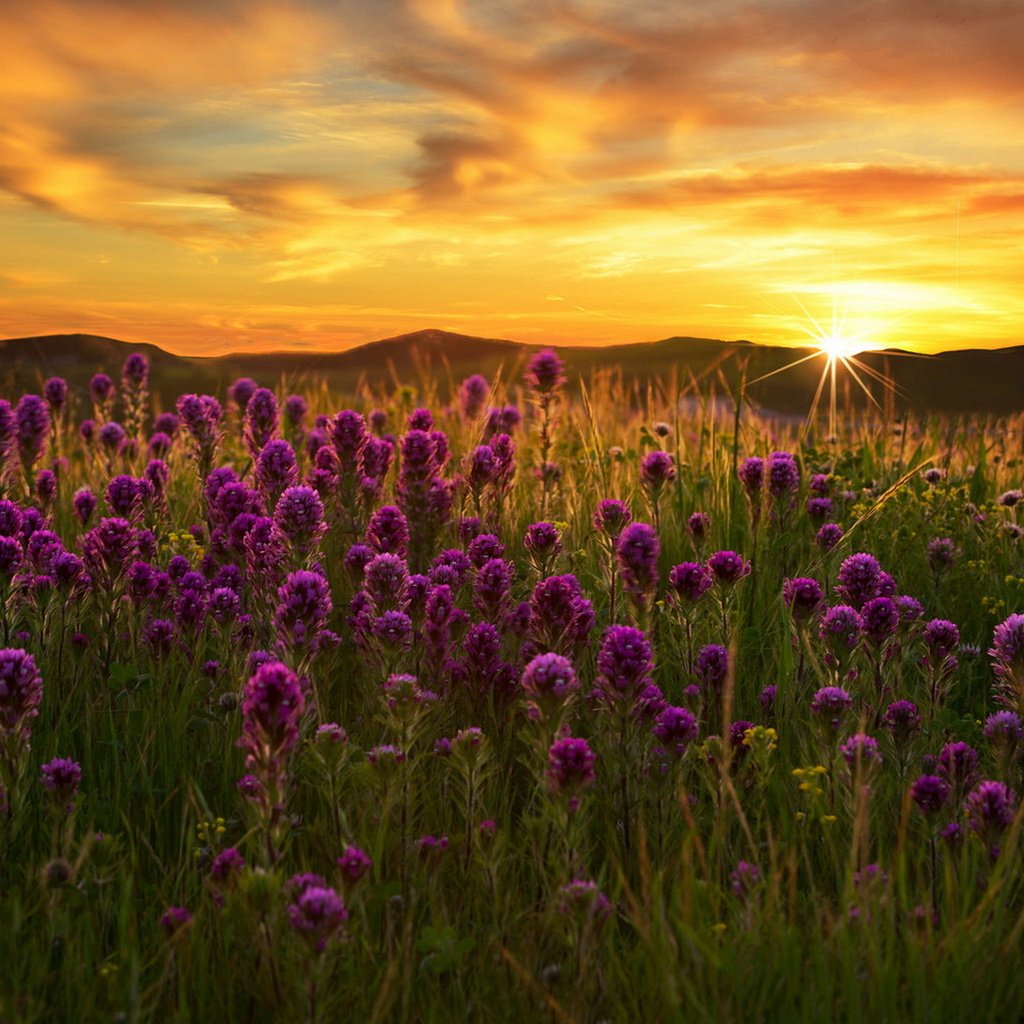 Обои цветы, закат, поле, flowers, sunset, field разрешение 1920x1231 Загрузить