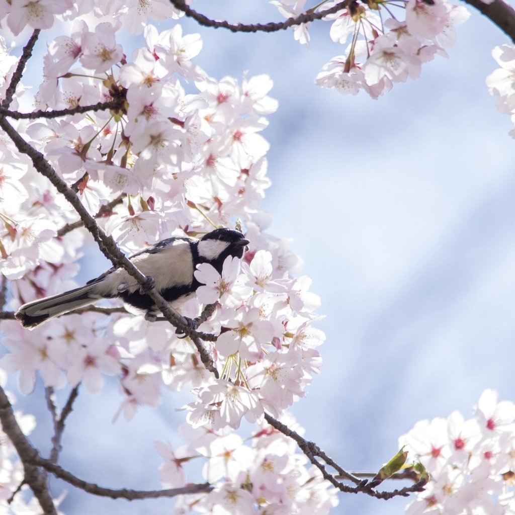 Обои дерево, птица, весна, вишня, сакура, синица, tree, bird, spring, cherry, sakura, tit разрешение 2048x1357 Загрузить