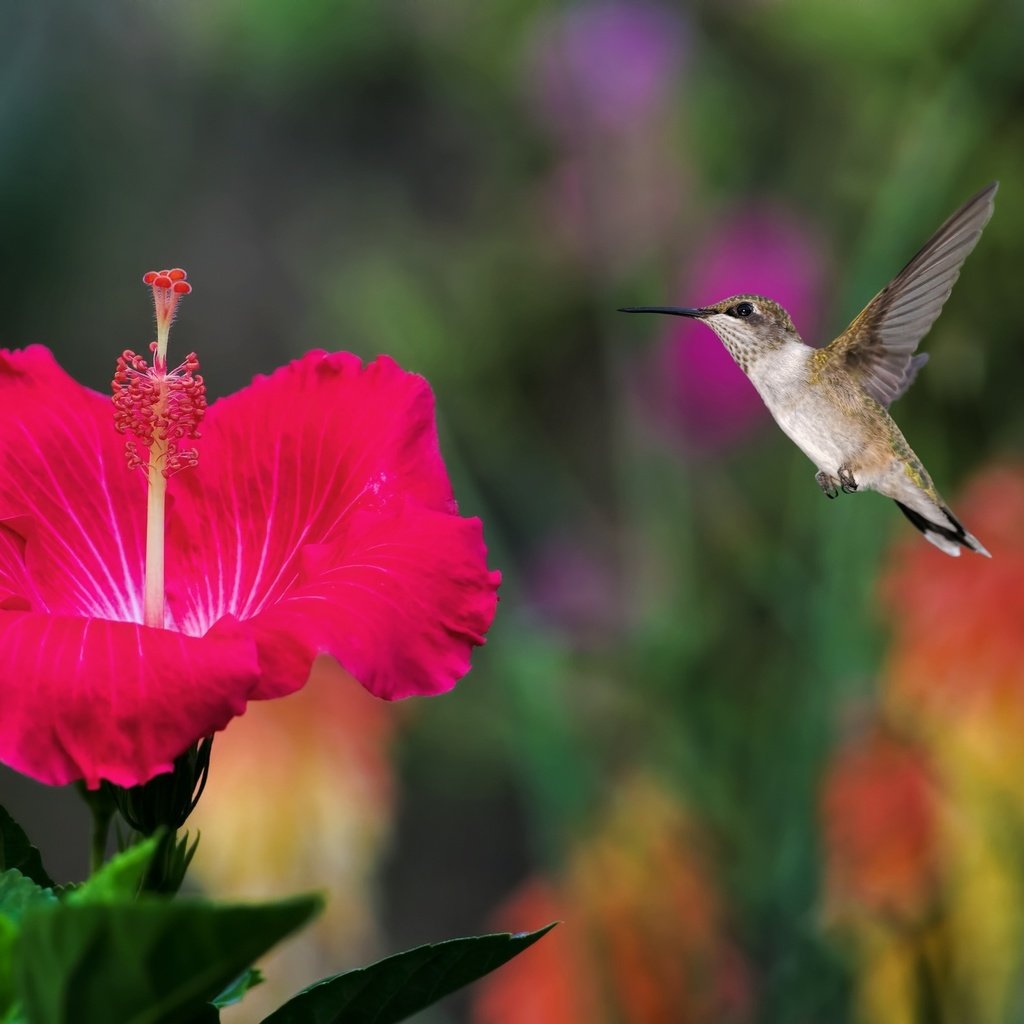 Обои полет, птичка, колибри, гибискус, flight, bird, hummingbird, hibiscus разрешение 2048x1365 Загрузить