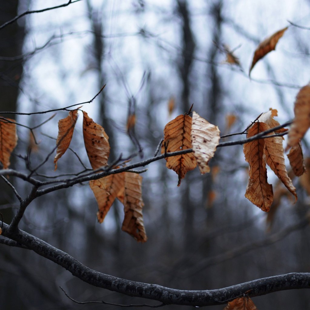 Обои дерево, листья, ветки, осень, сухие, tree, leaves, branches, autumn, dry разрешение 2880x1920 Загрузить