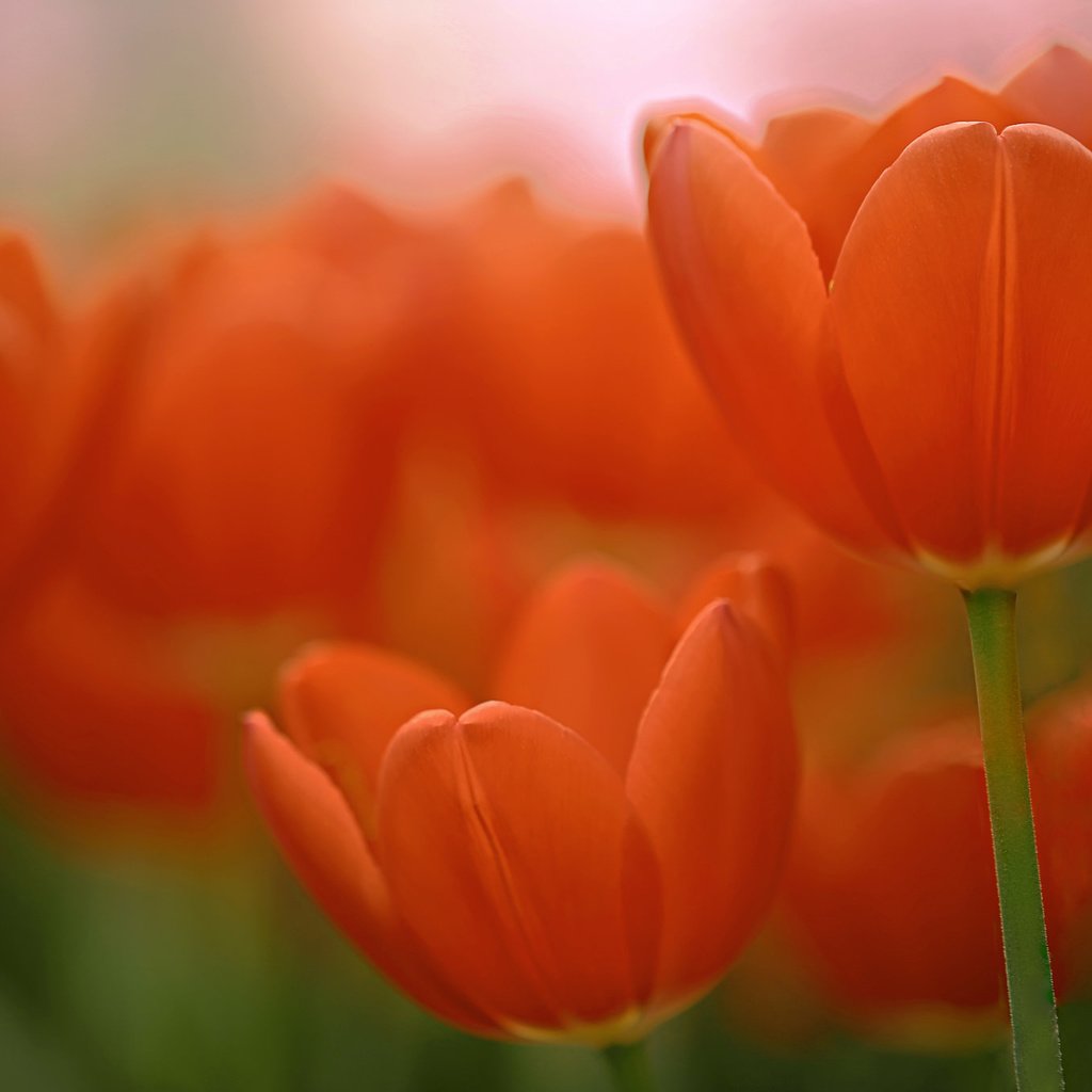 Обои макро, тюльпаны, боке, macro, tulips, bokeh разрешение 2048x1365 Загрузить