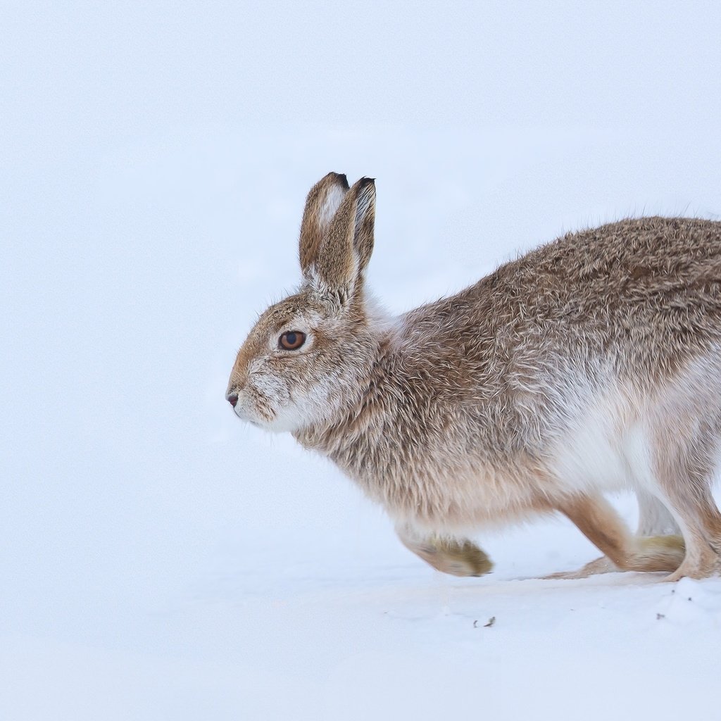 Обои снег, природа, зима, ушки, заяц, snow, nature, winter, ears, hare разрешение 2048x1301 Загрузить